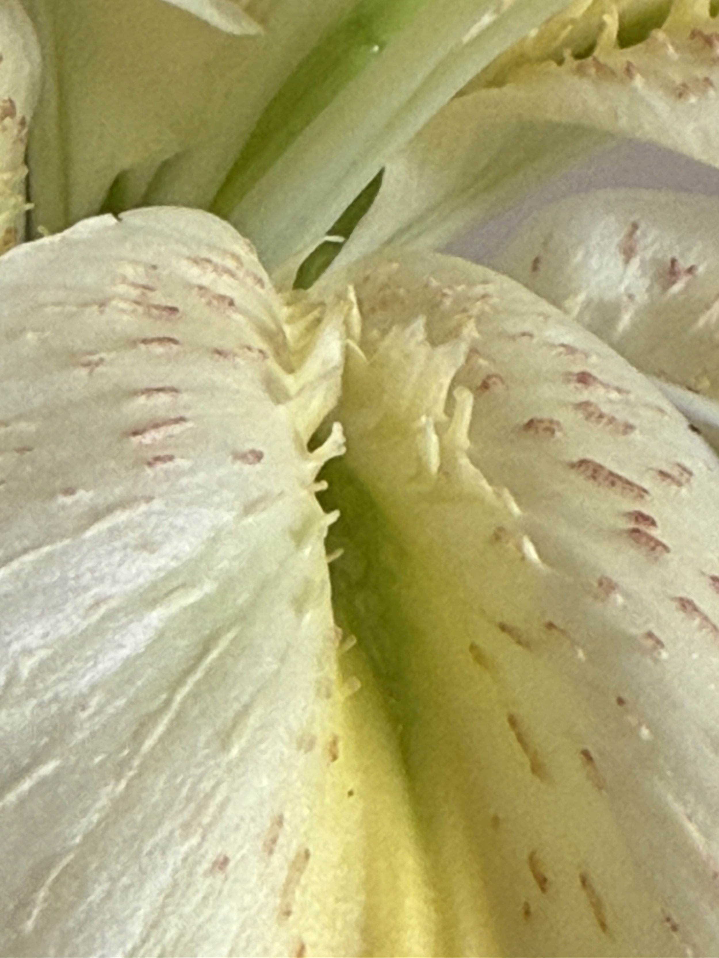 Close-up of a yellow and white flower with pinkish streaks on the petals and small brown specks.