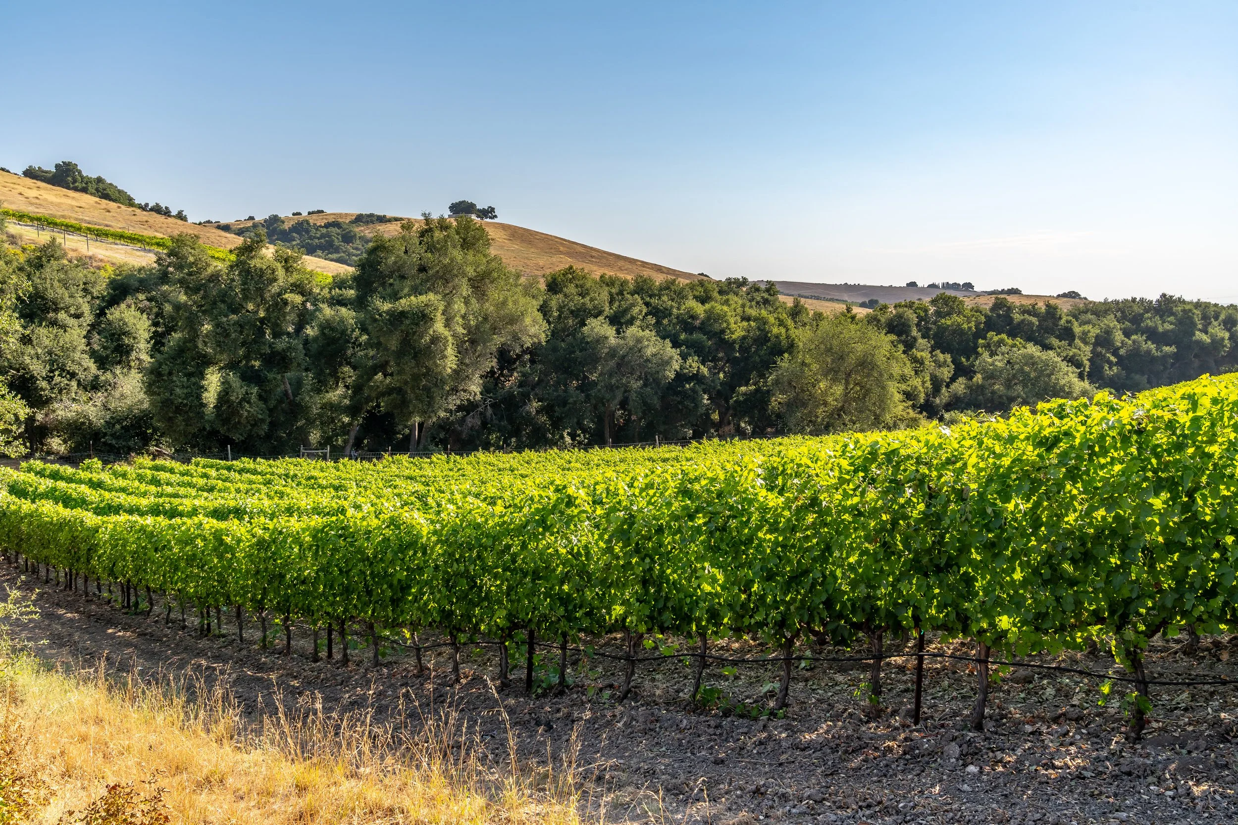 Rolling vineyard view from Farm Blanc et Rouge looking out toward neighboring vines in Paso Robles wine country