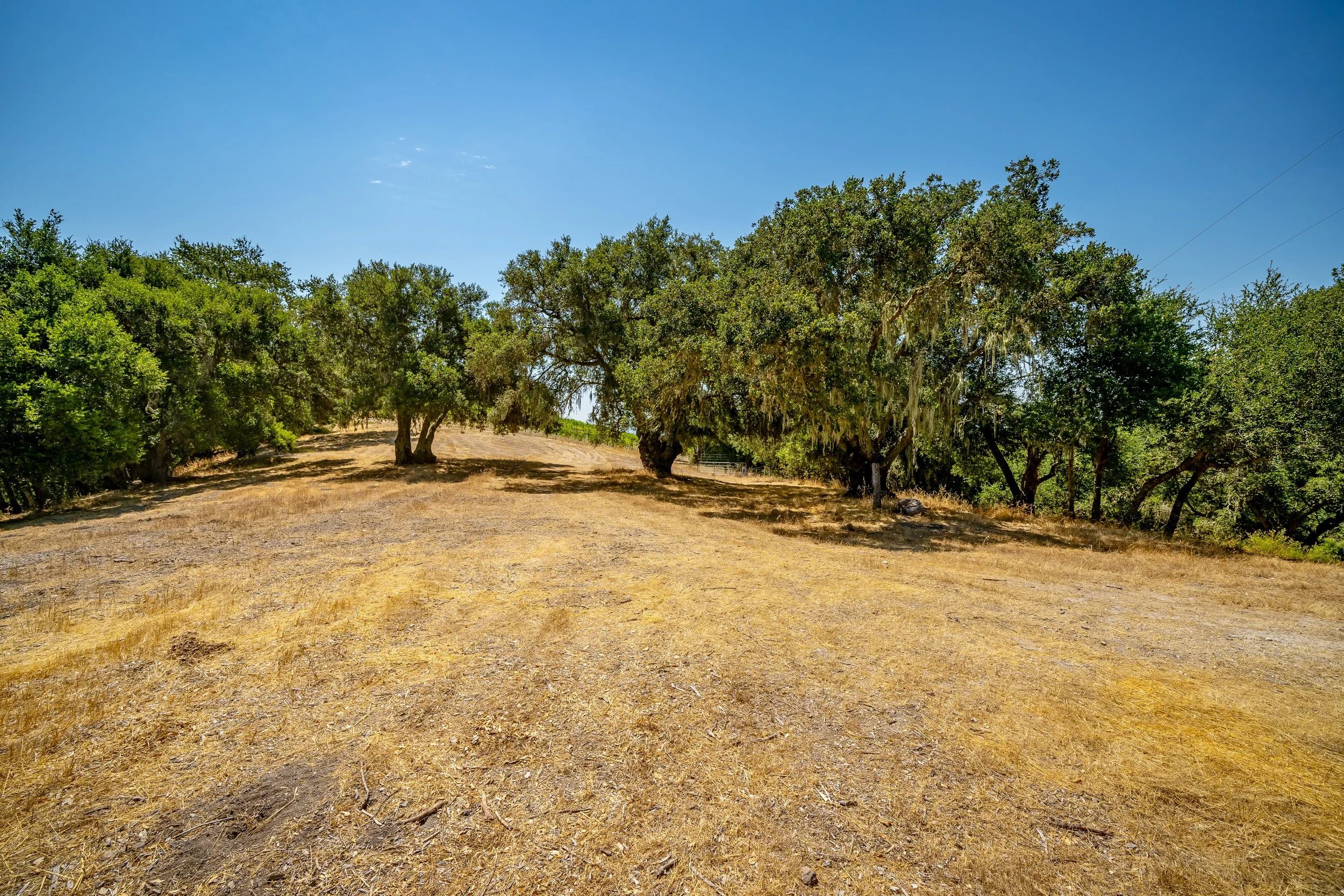 Majestic oak trees at Farm Blanc et Rouge providing shade, beauty, and a peaceful backdrop to the Paso Robles farm landscape