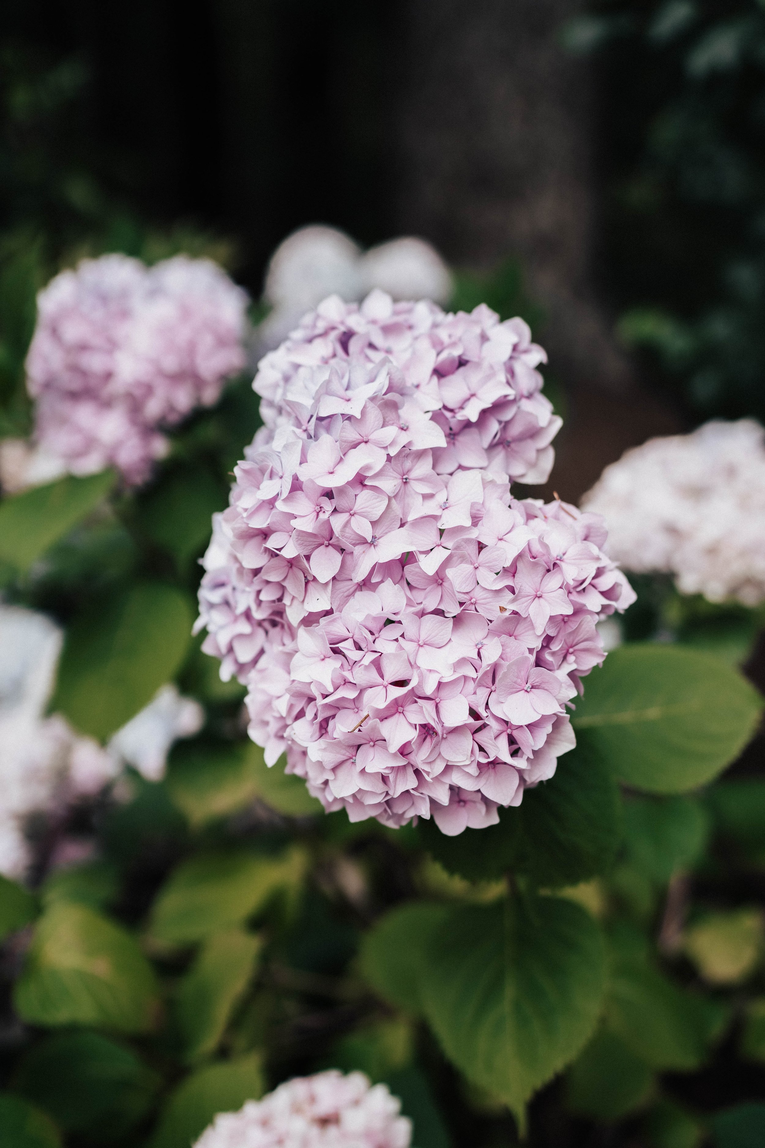 Seanna &amp; Damian wedding flowers - Trinity Pines Ranch