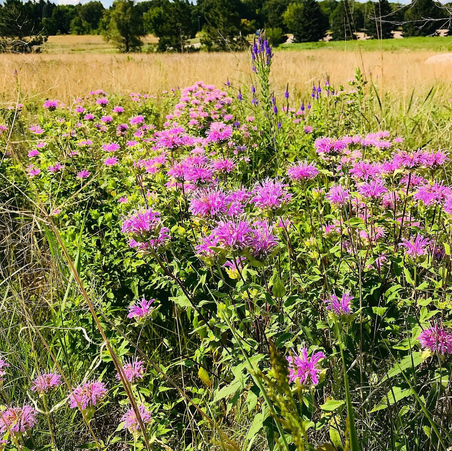 Embracing a little calm before a fun but very busy weekend. Take a breath with me?
.
.
#introvert #introvertextroverting #writerscommunity #writersofinstagram #writersconference #ncwc #mnsummer #wildflowers #busybee