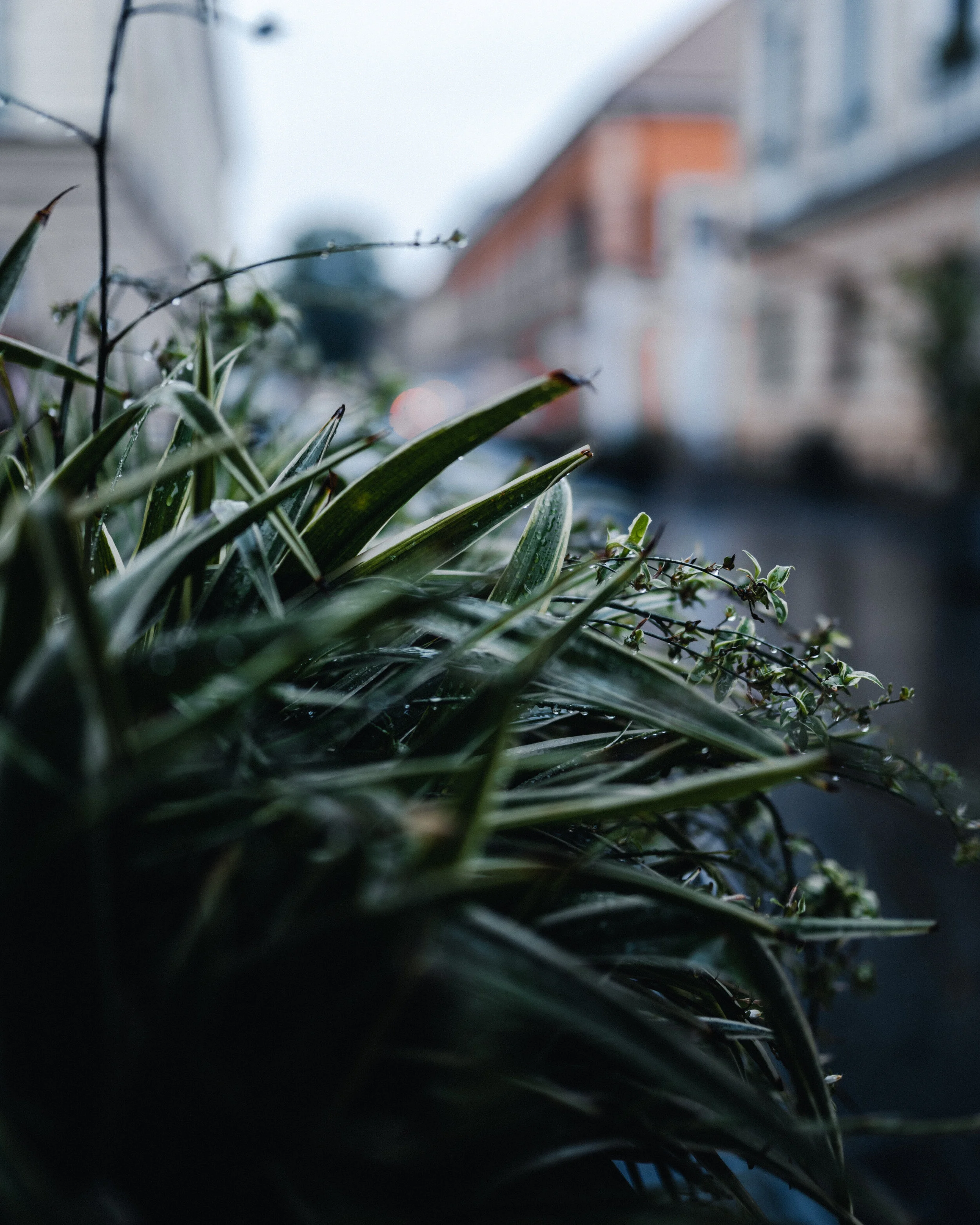 Rain drops on leaves