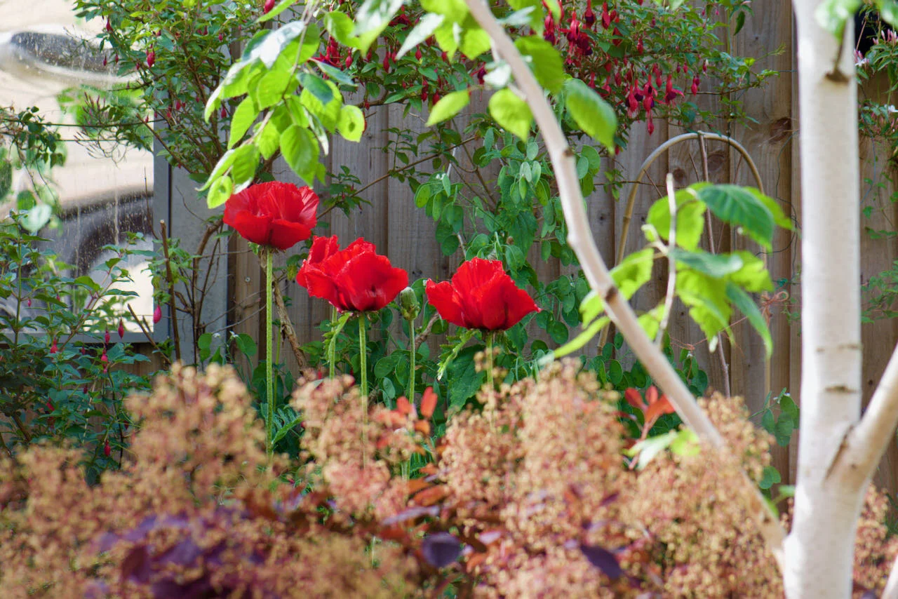 Papaver orientale.jpeg