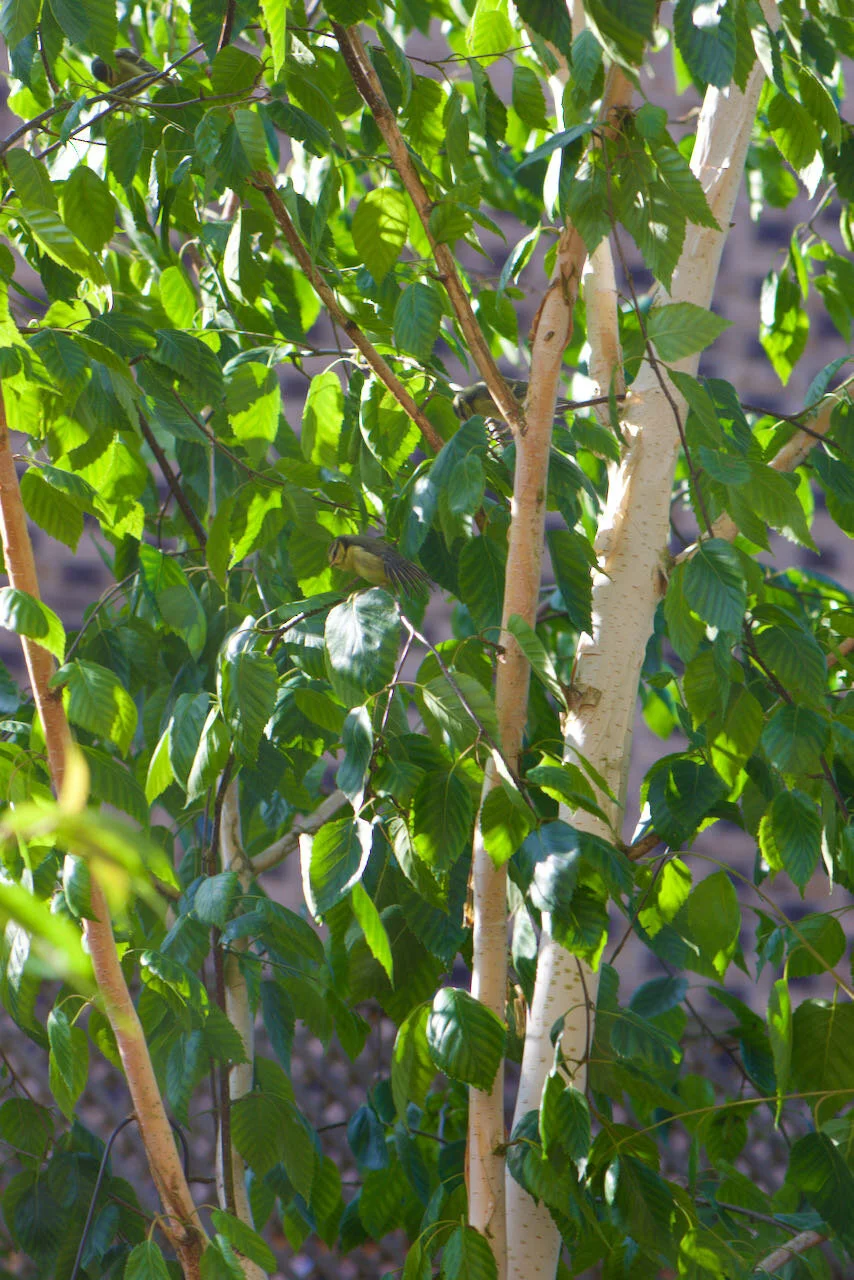 Betula pendula tit.jpeg
