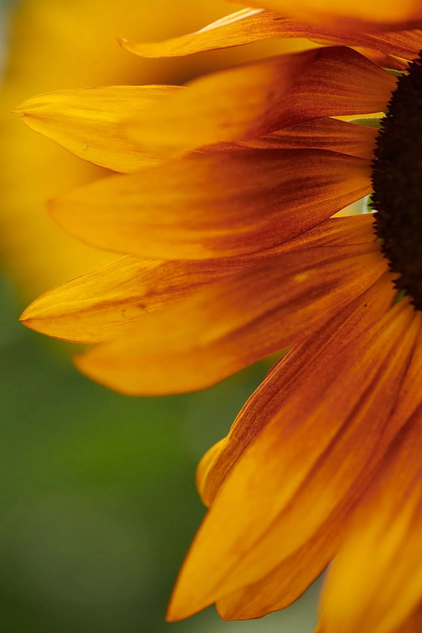 Close-up of yellow-orange sunflower petals with a dark center and green background.
