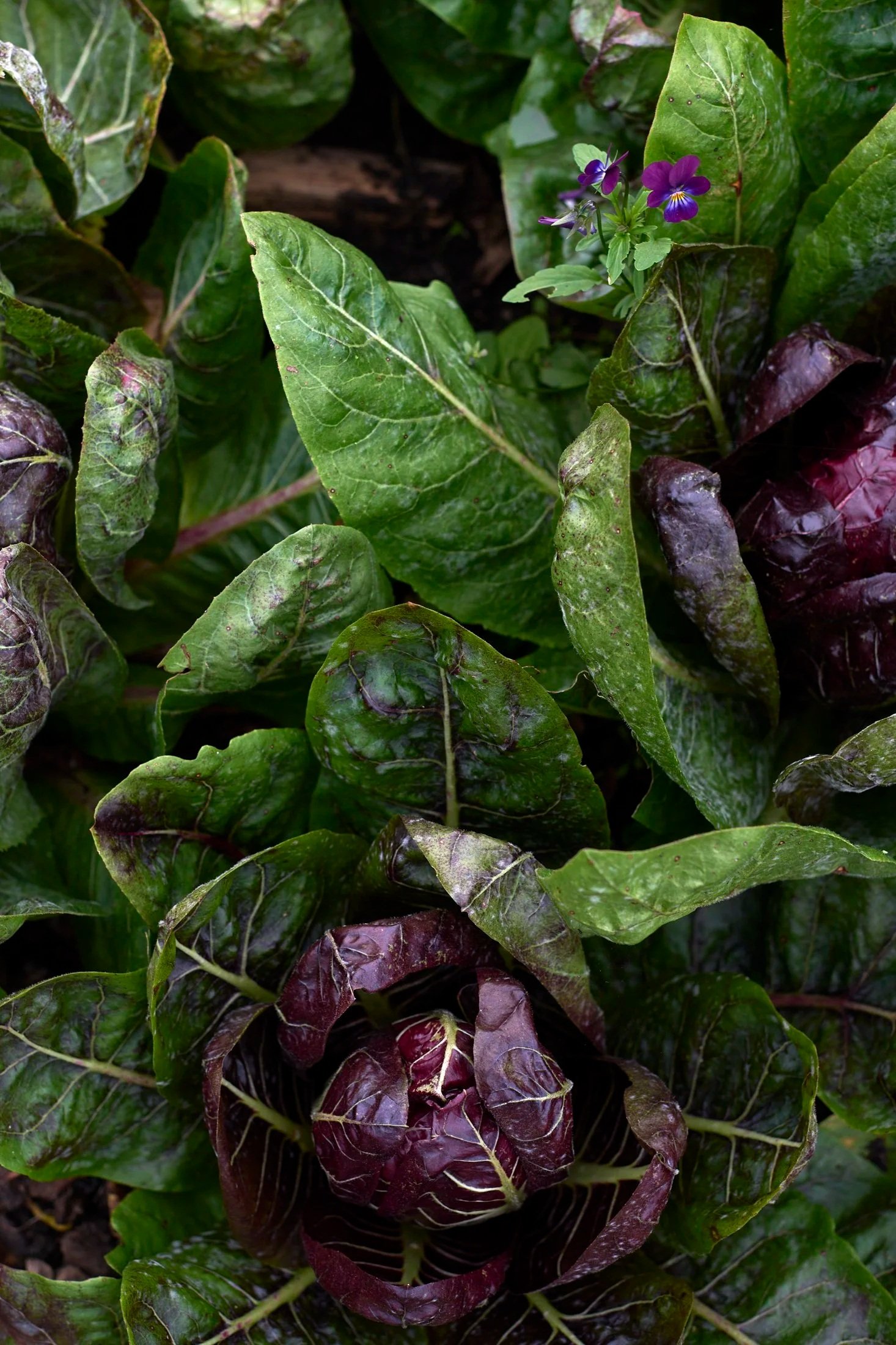 Purple and green leafy vegetable with a small purple flower.