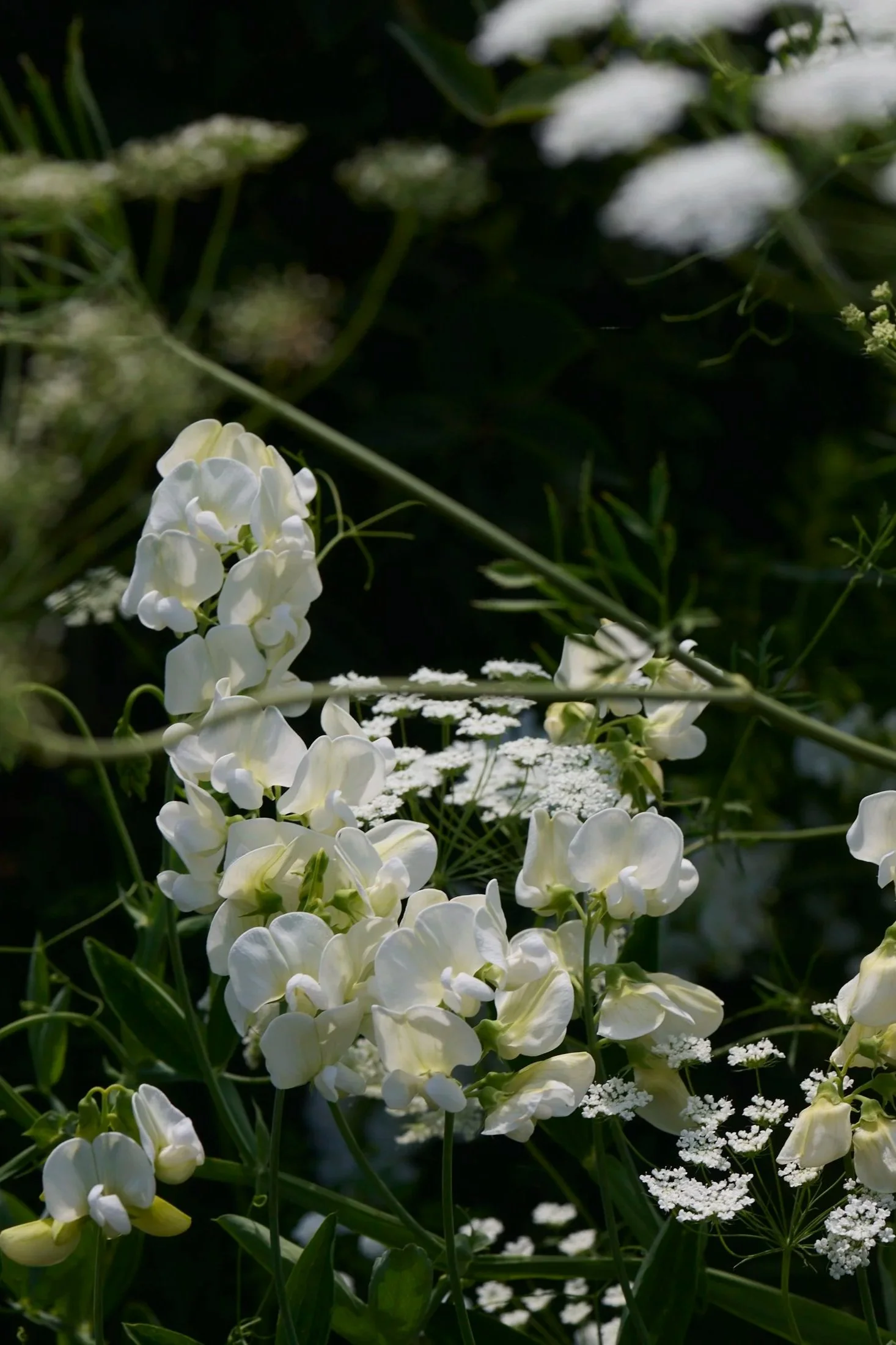Close-up of white flowers blooming among green foliage in a garden.