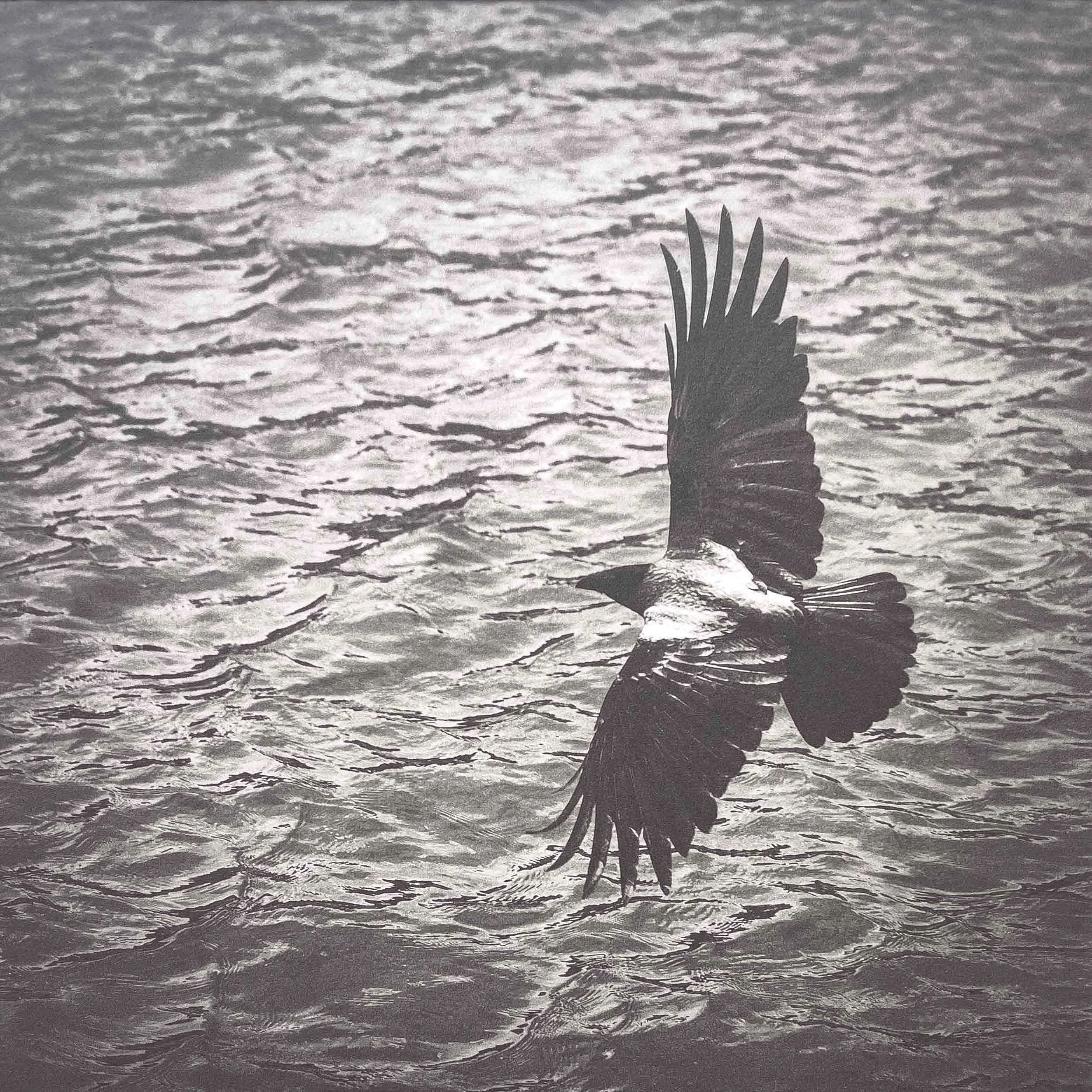 Flight of an Argonaut (2025)