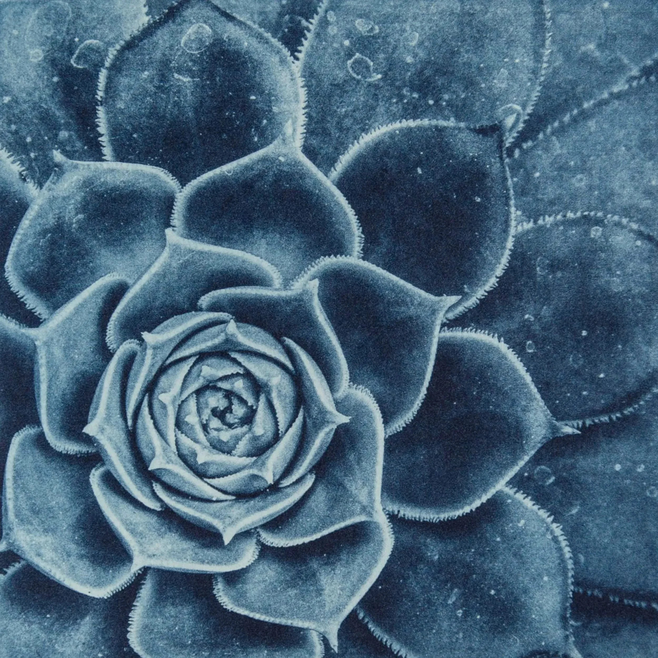 Succulent Detail