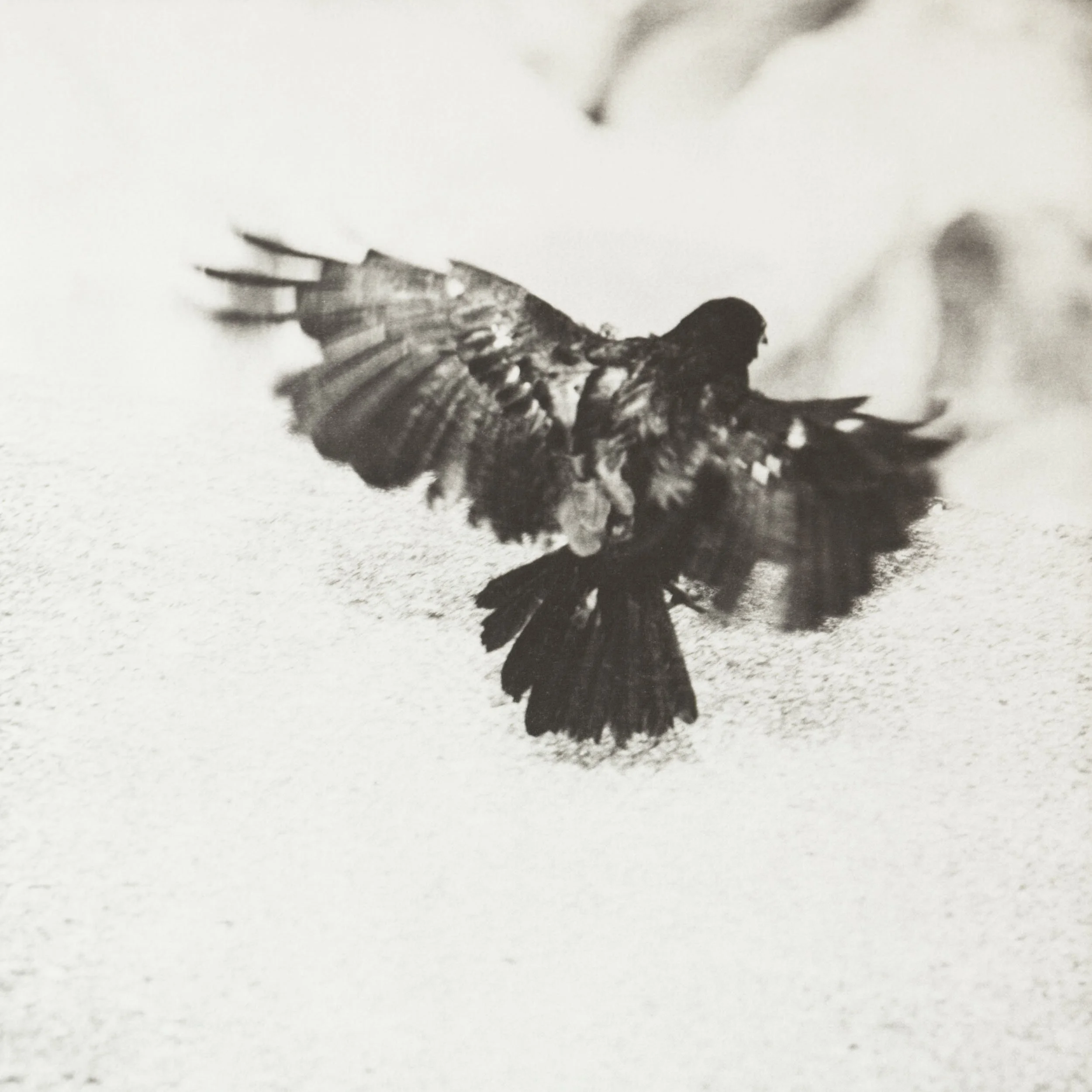 A Beating of Wings (2022)