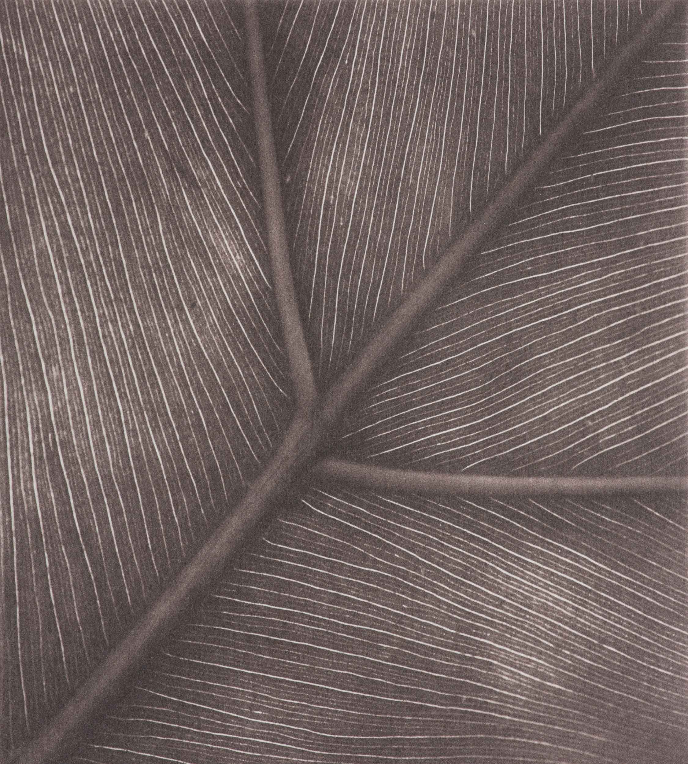 Botanical Venation