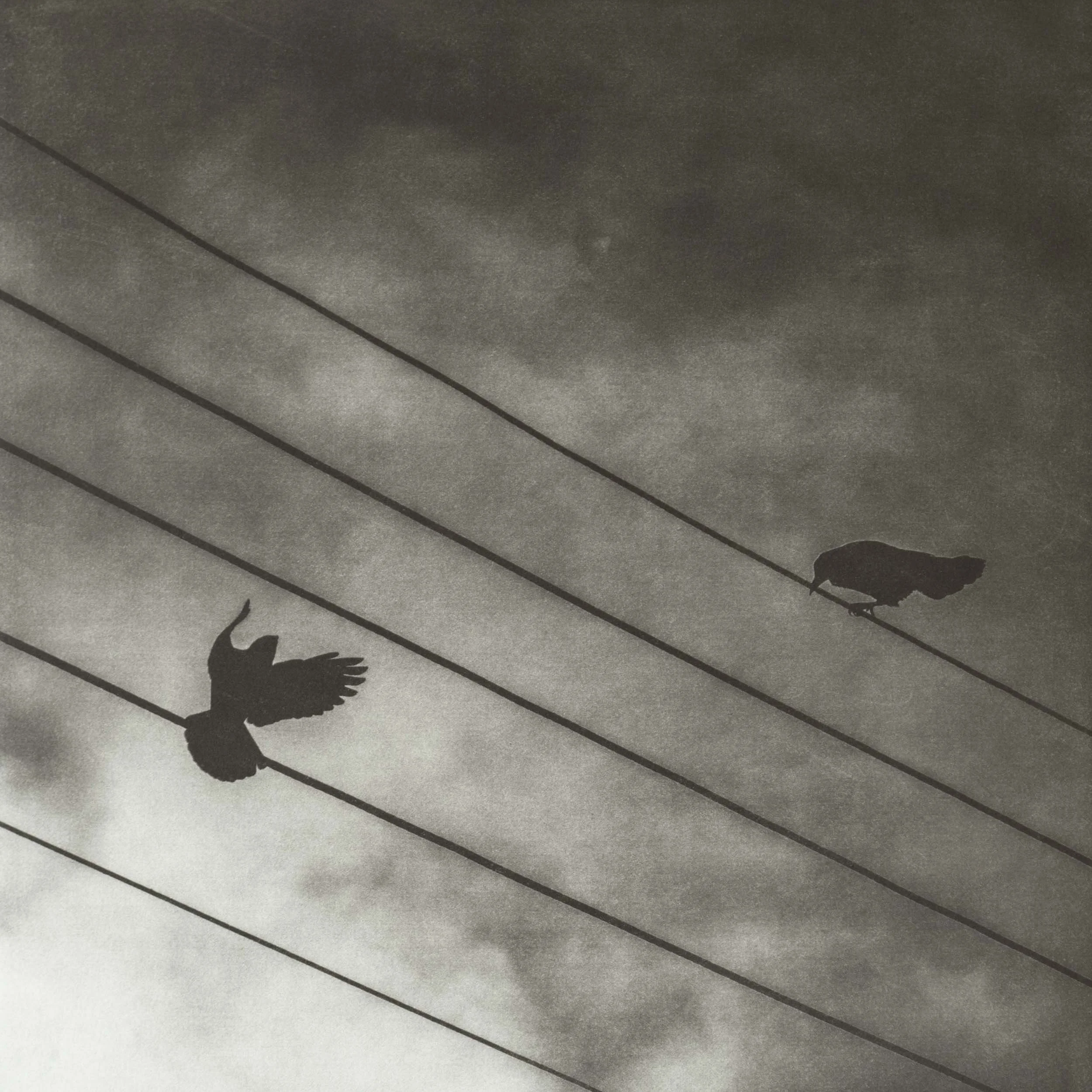 Wing Chord (2023)