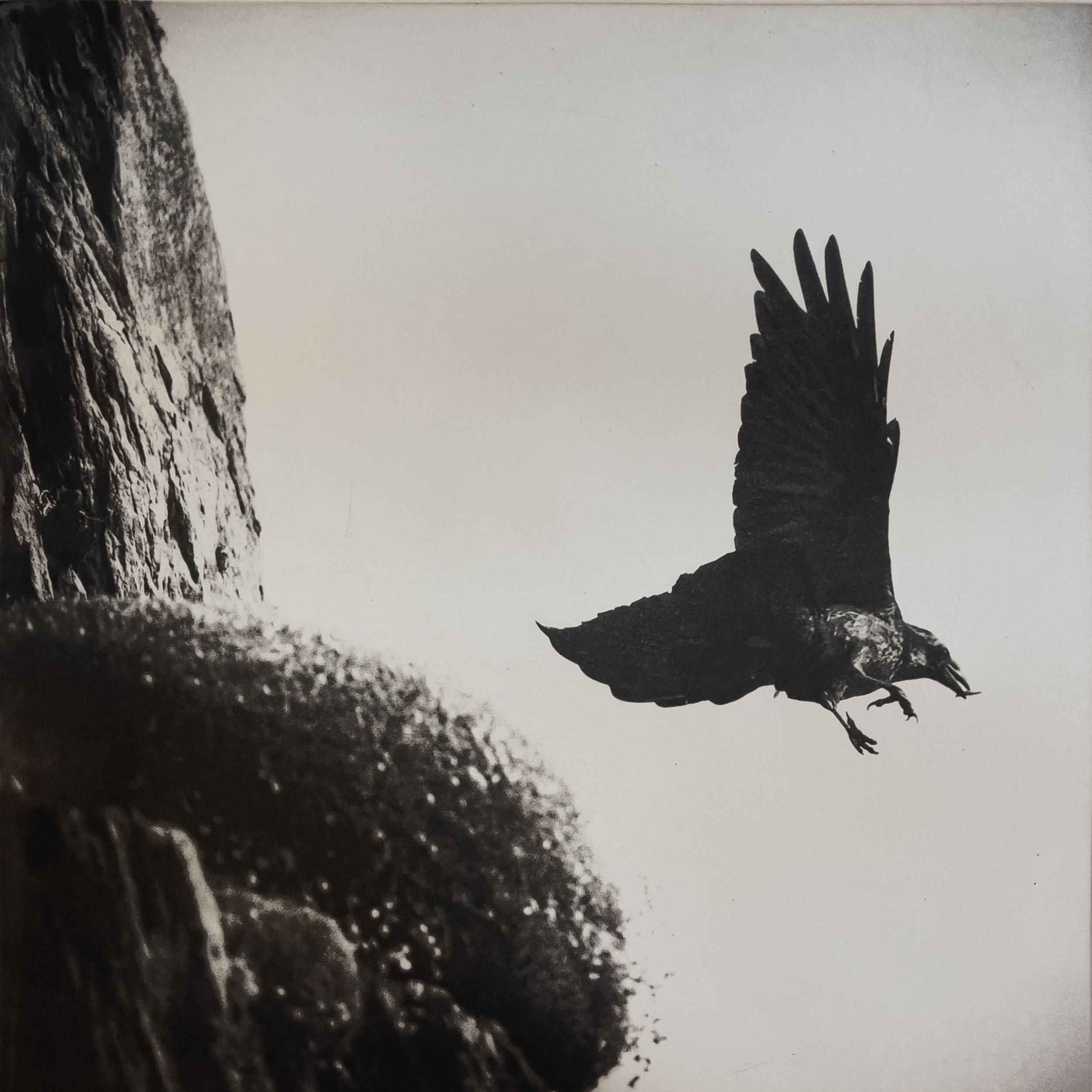 Skellig Raven (2025)