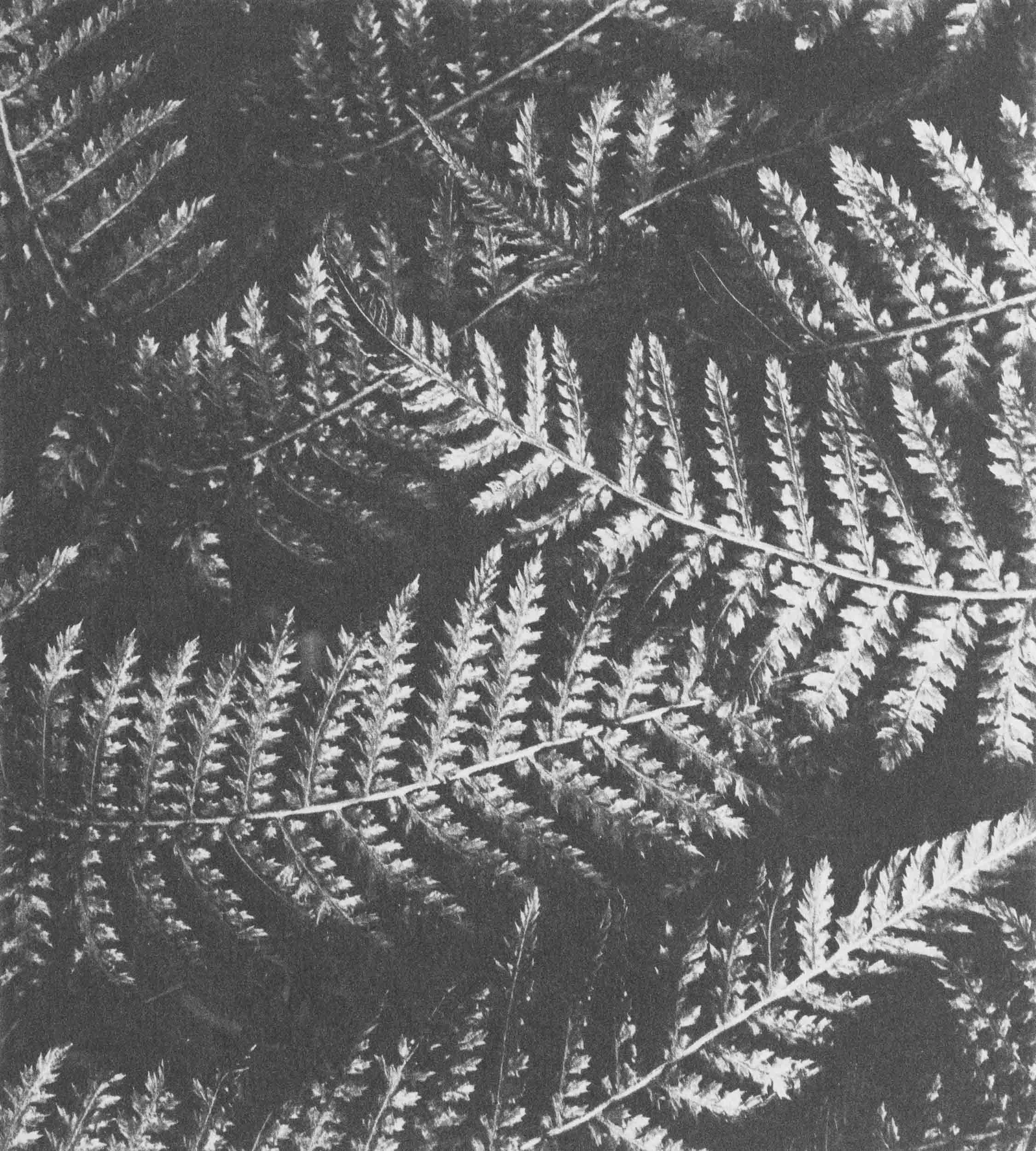 Metallic Fern