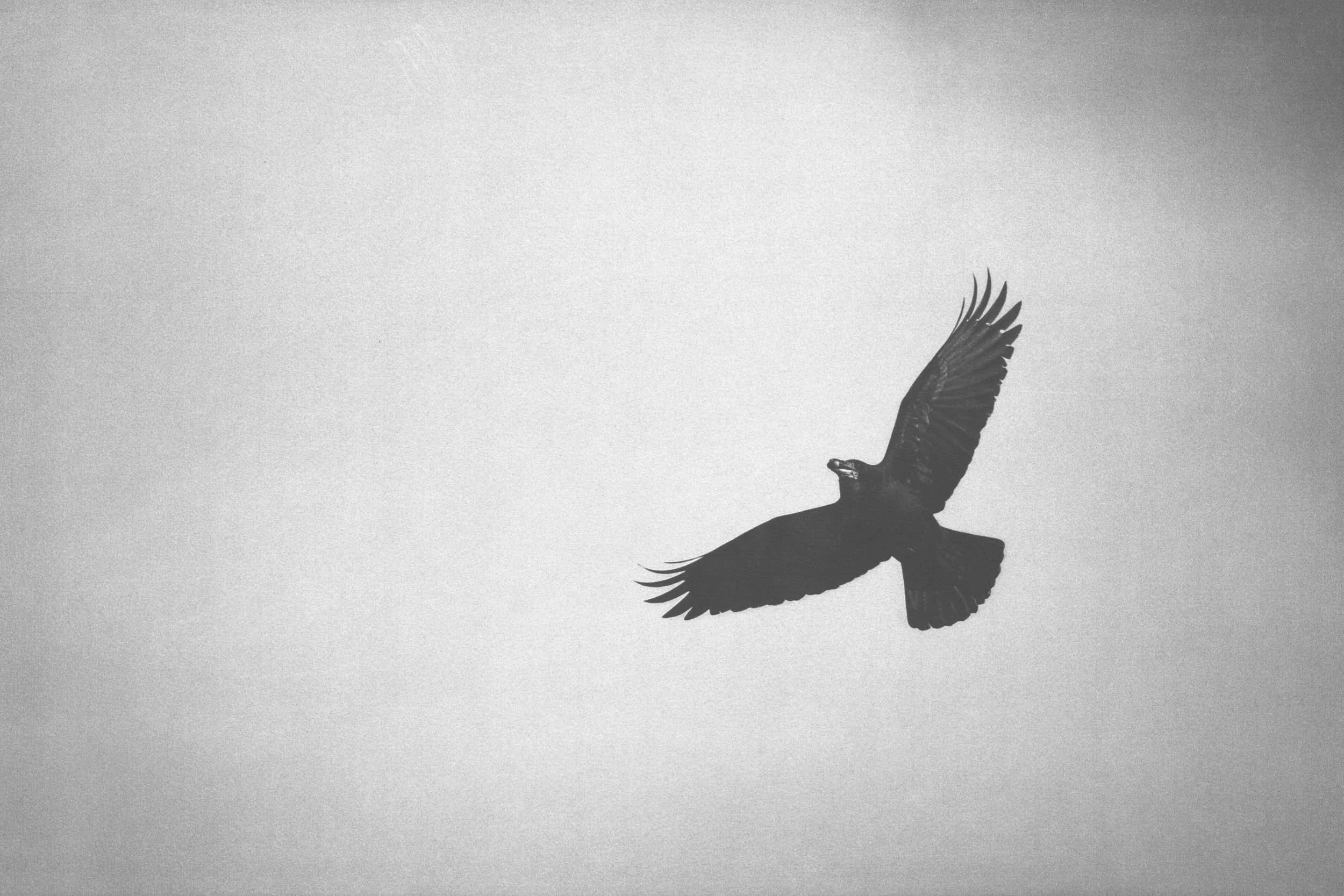 Soaring (2022)