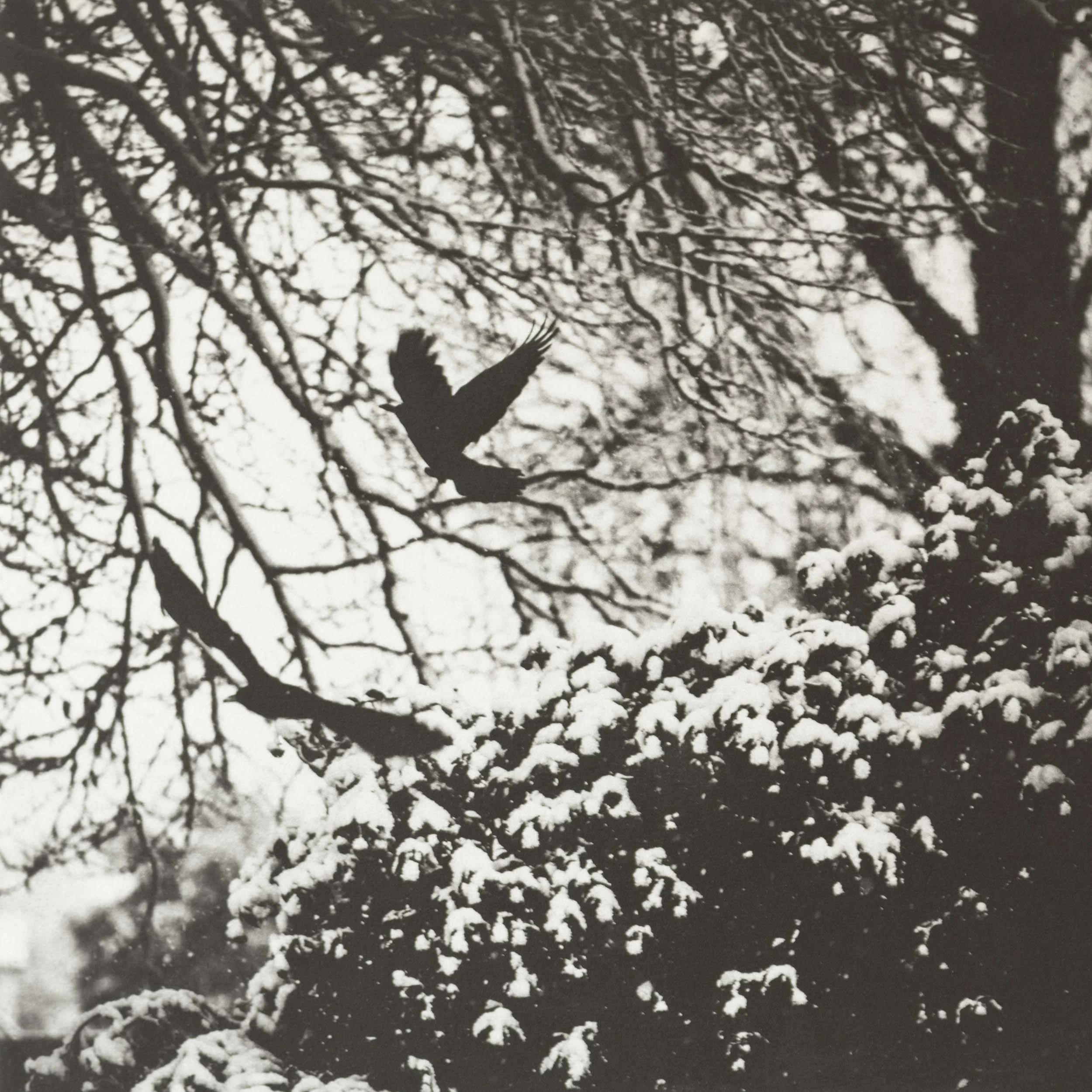 Wintering II (2022)
