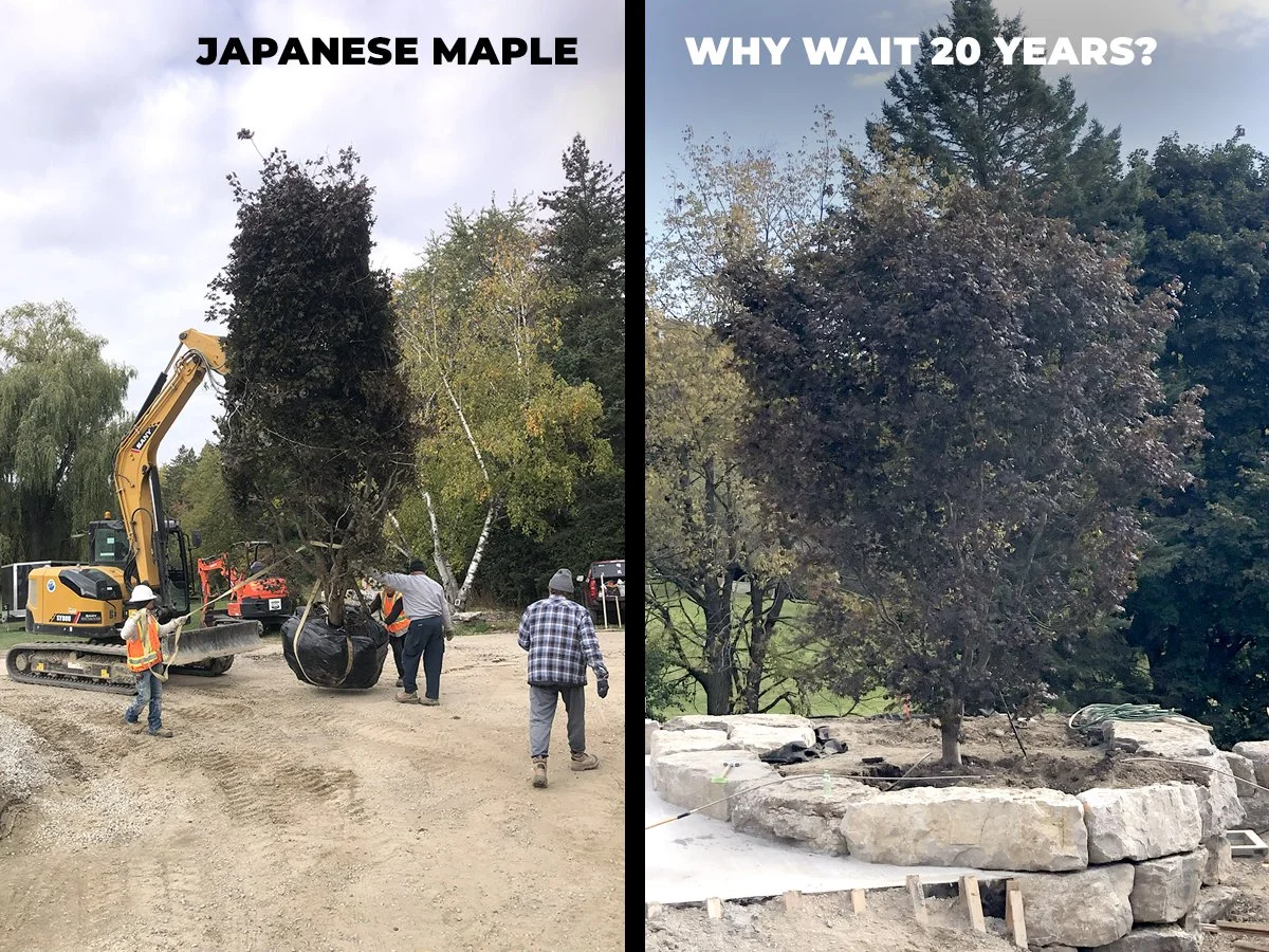 Japanese Maple - Why Wait 20 Years?