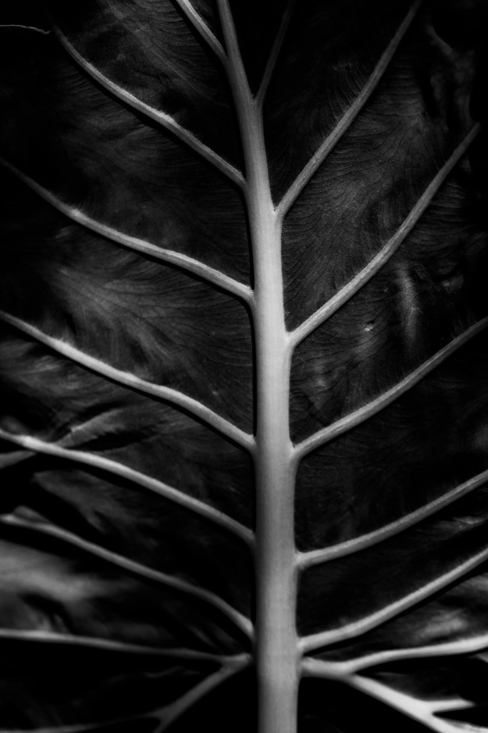 Botanicals9-1236.jpg