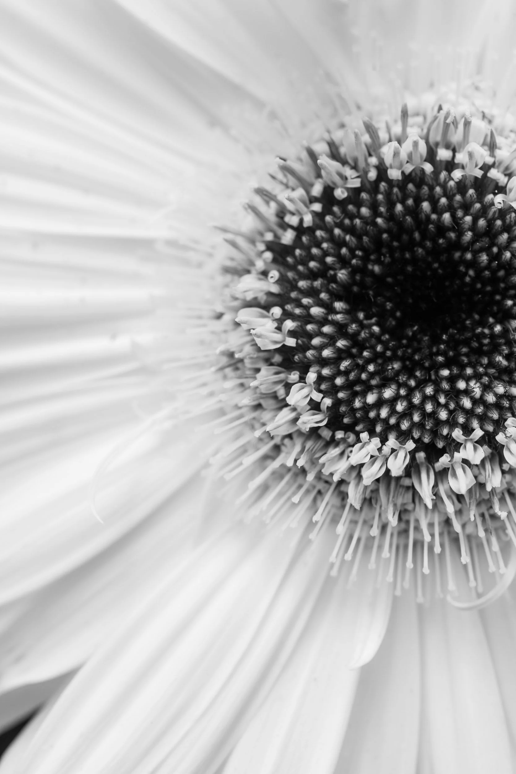 Botanicals7-1026.jpg