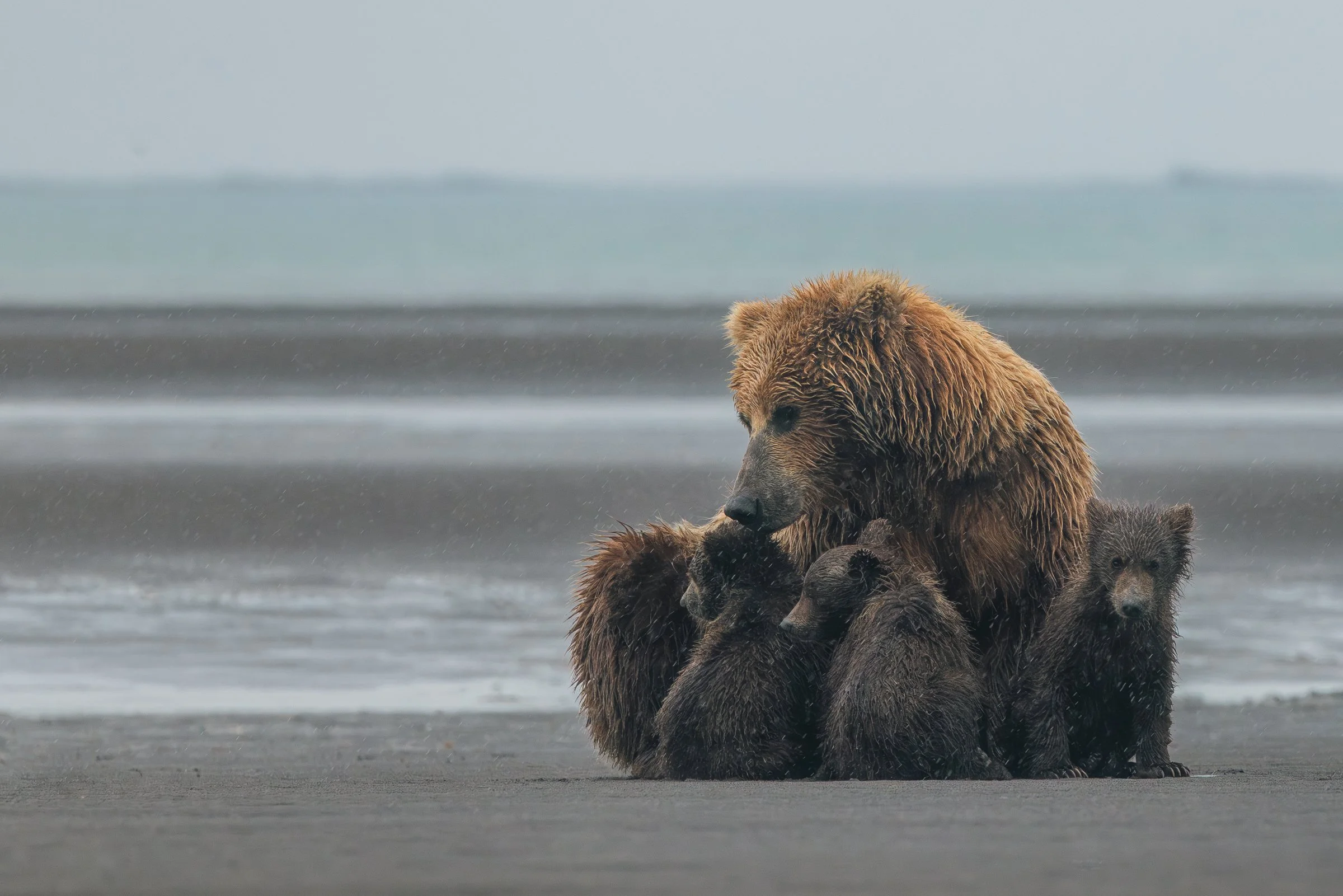 Wildlife