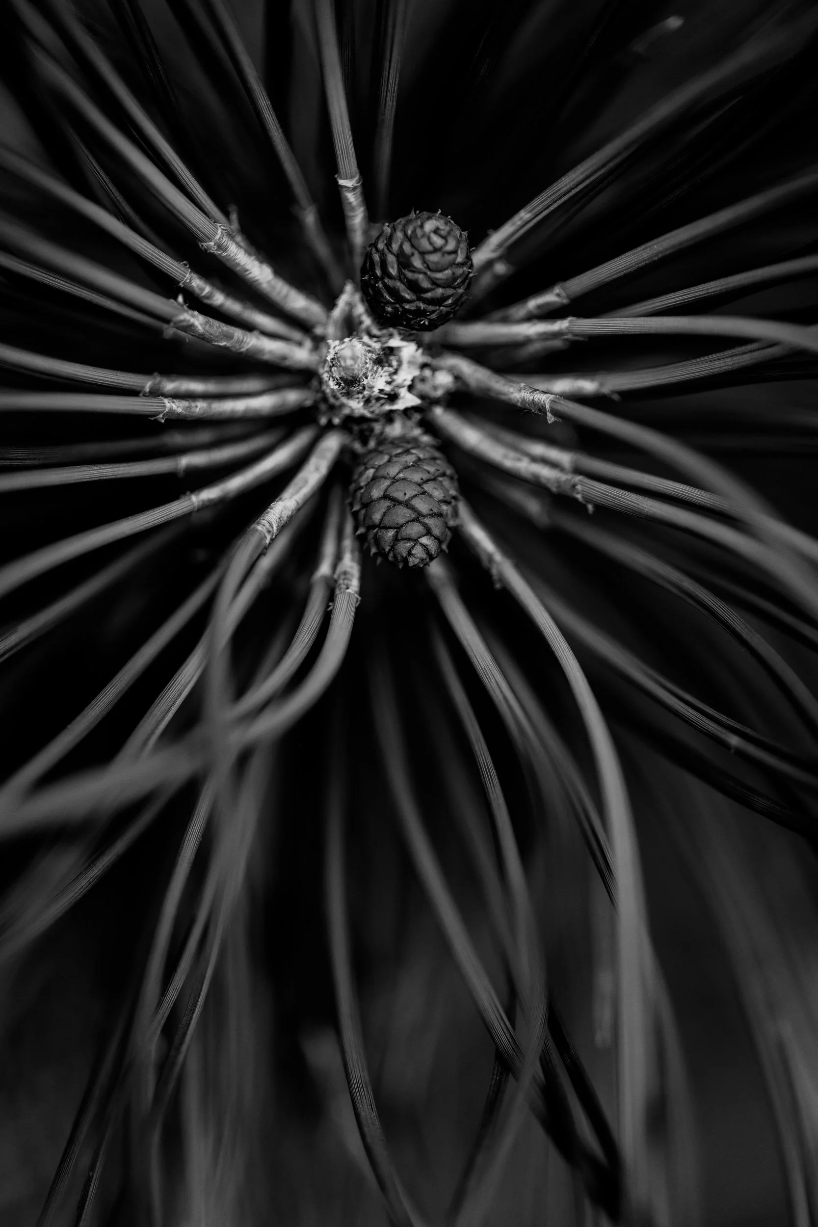 Botanicals 8-1304.jpg