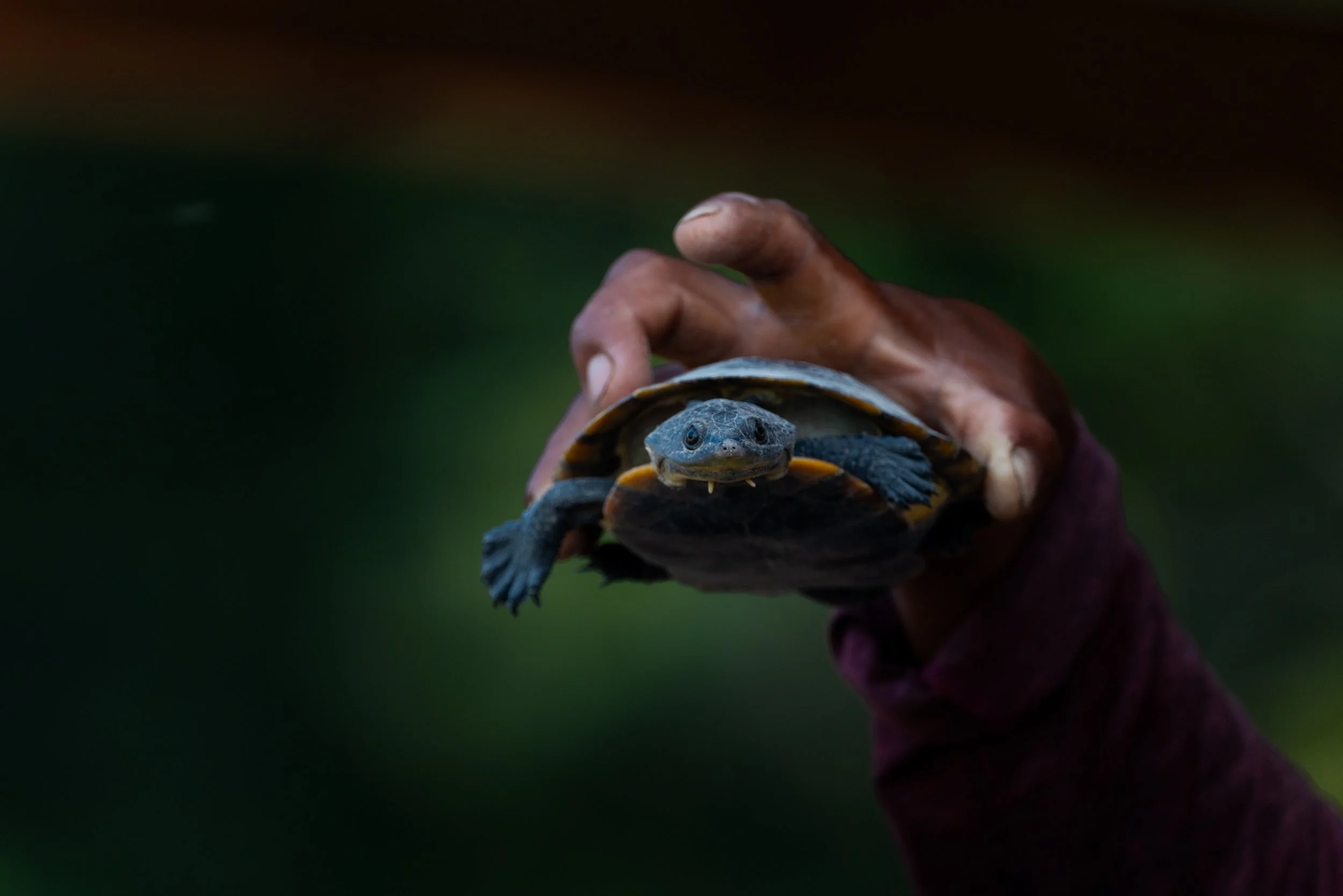 Birds-7935.jpg
