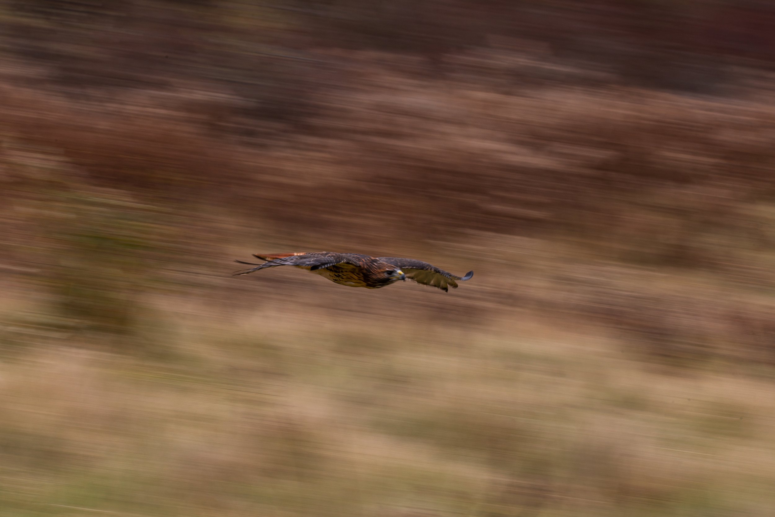 Birds of Prey-130.jpg