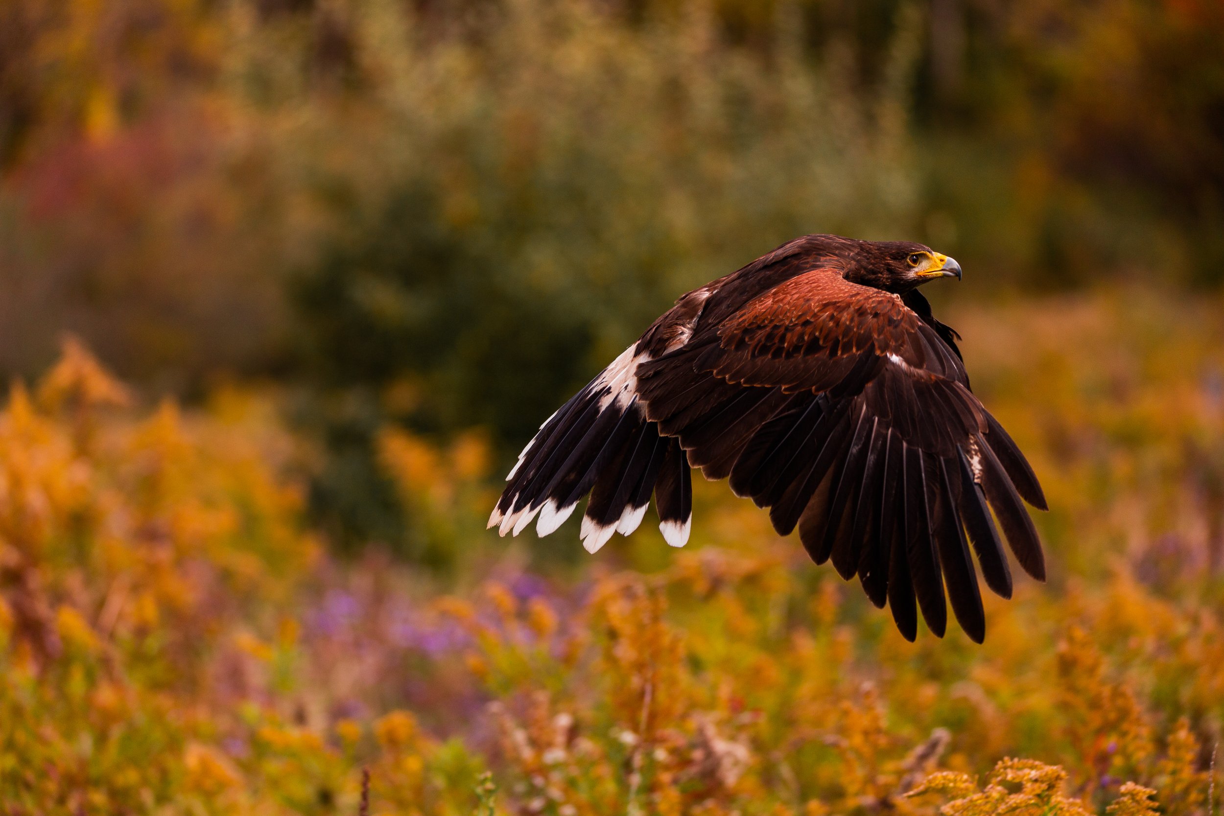 Birds of Prey-4.jpg