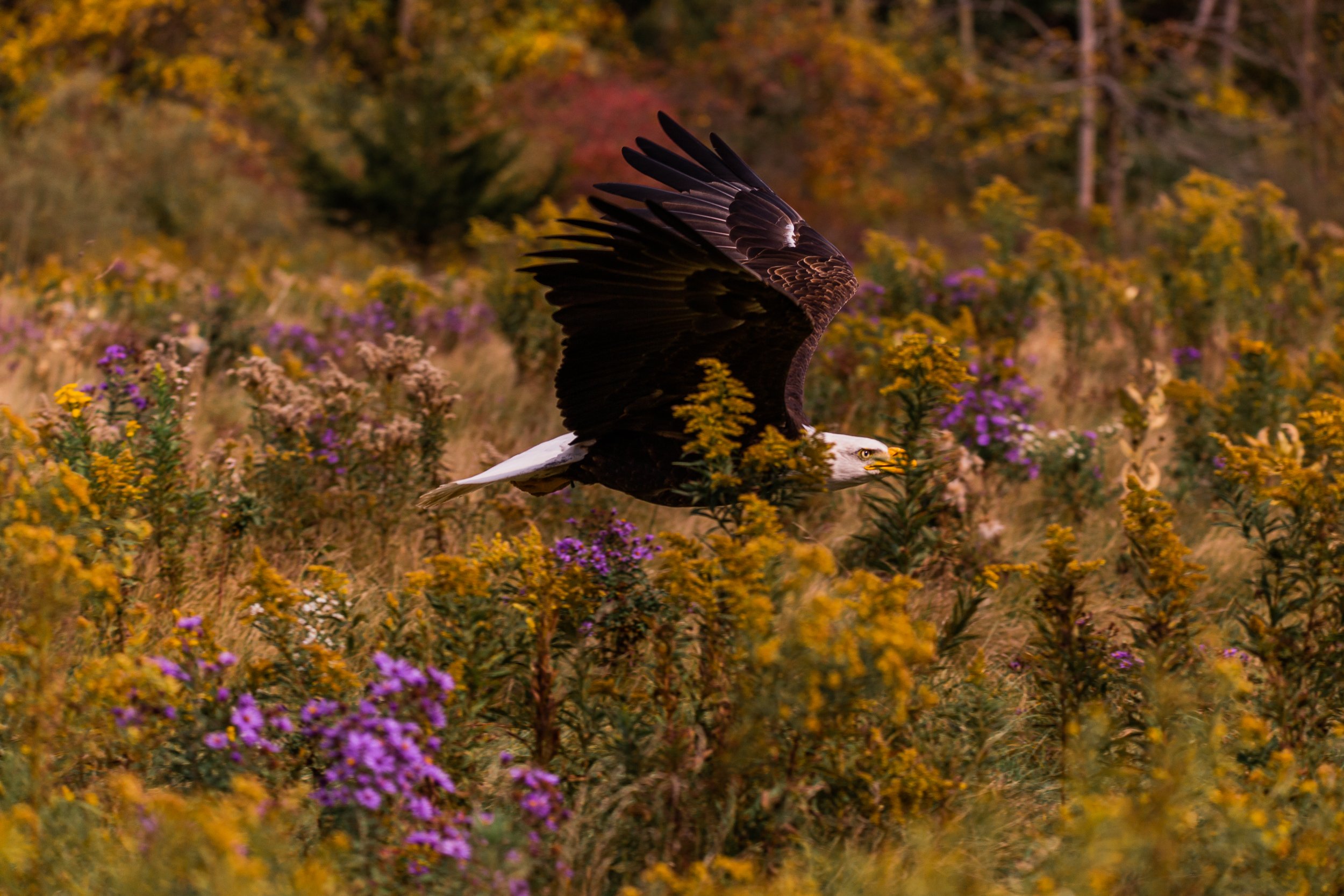 Birds of Prey-23.jpg