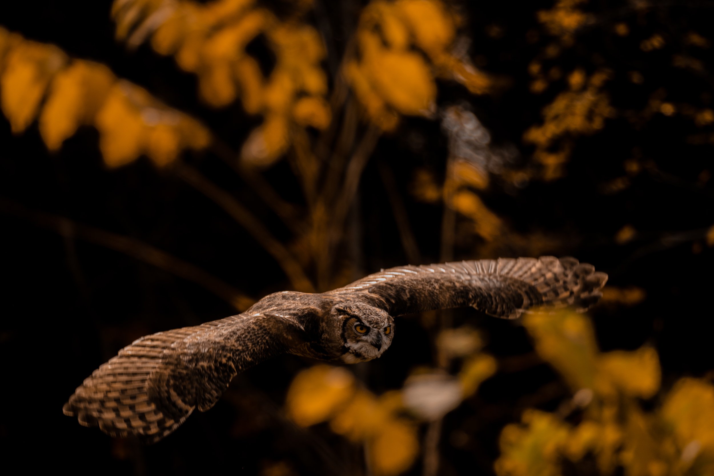 Birds of Prey-49.jpg