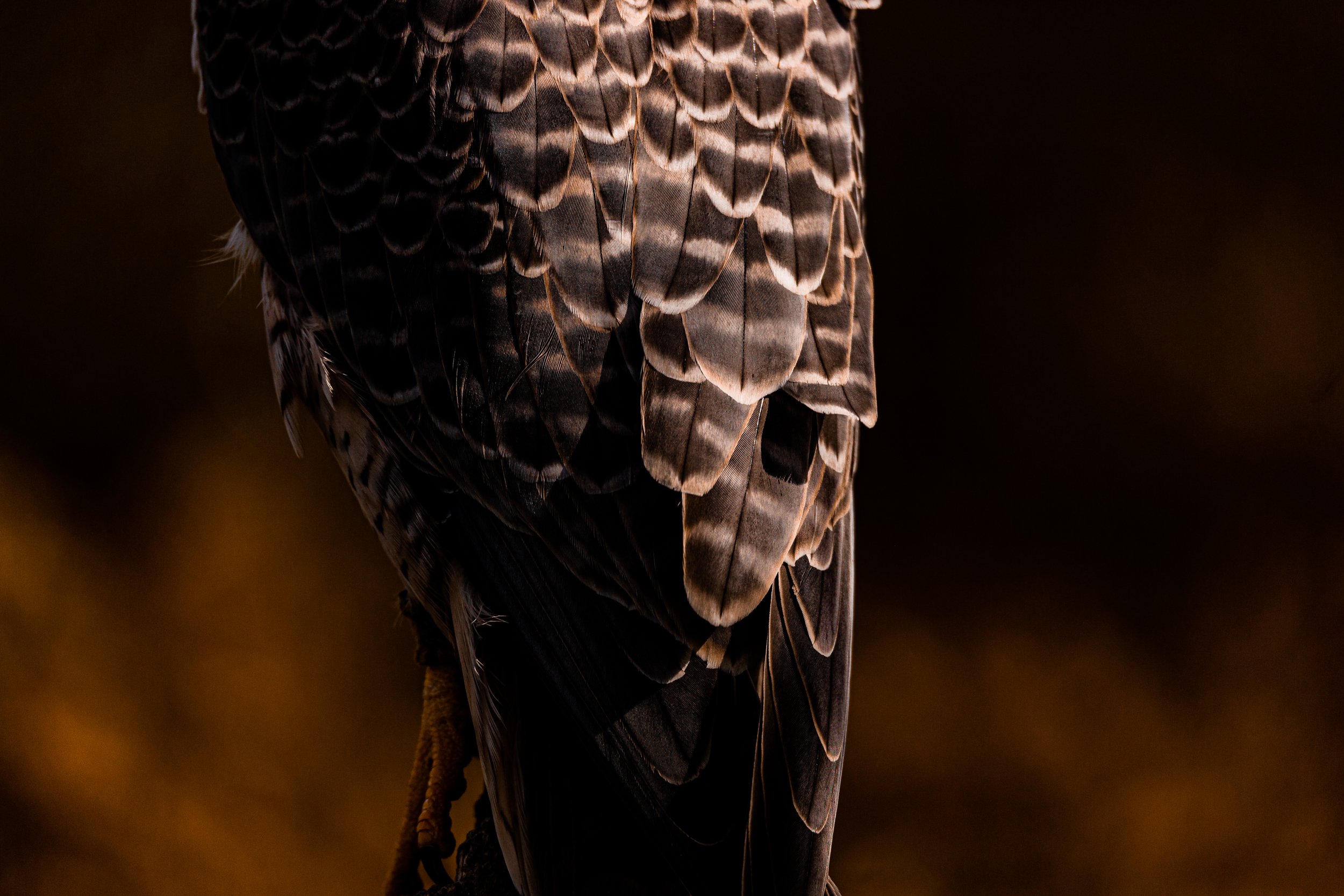 Birds of Prey-53.jpg