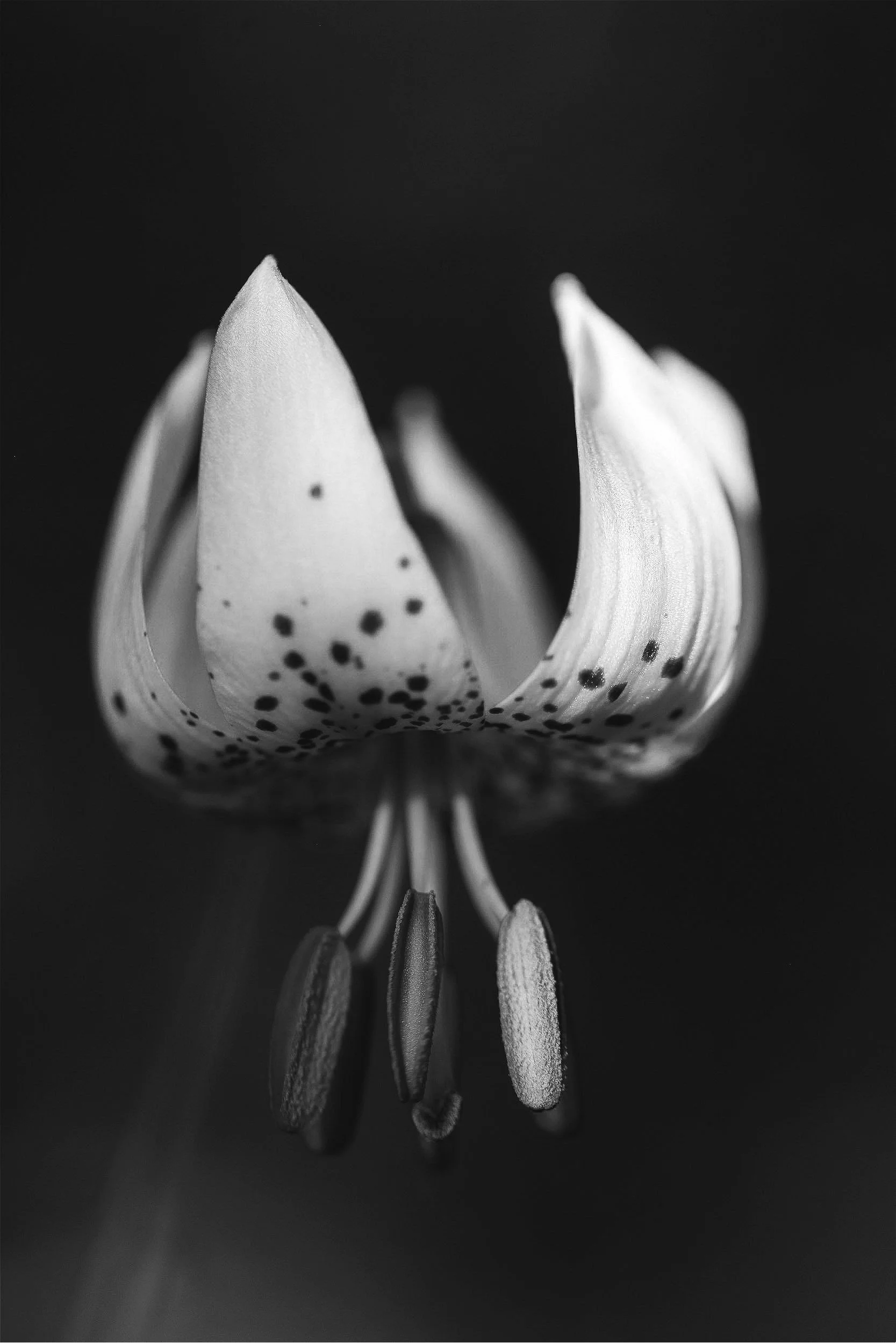 Botanicals7-5691.jpg