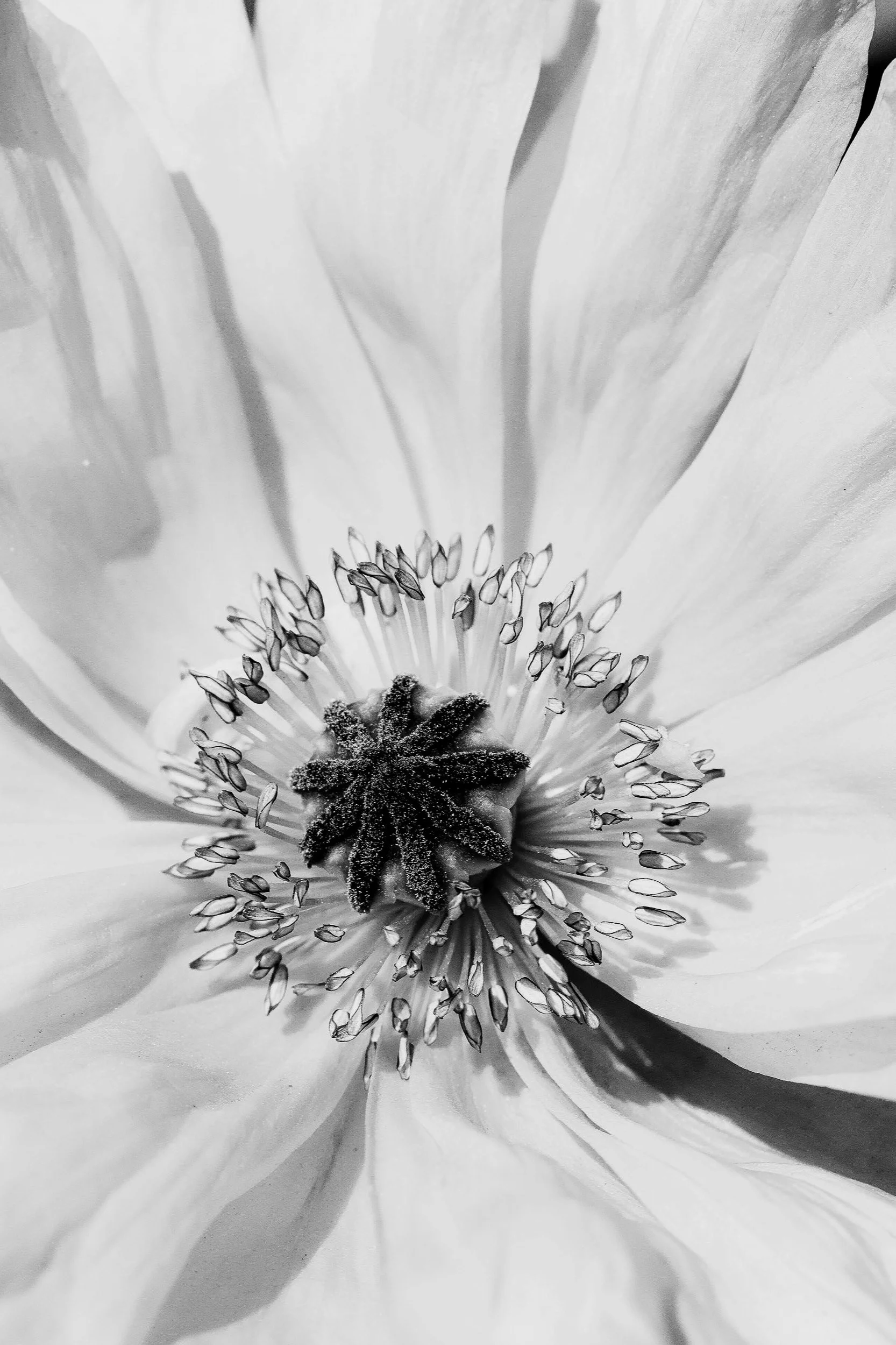 Botanicals3-3400.jpg