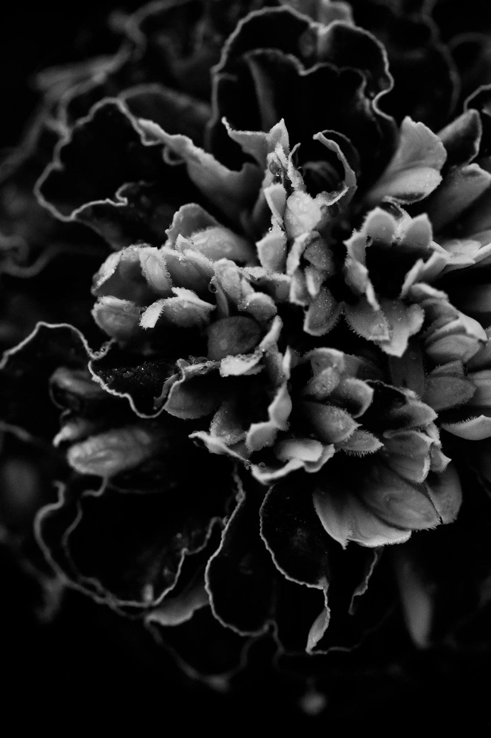 Botanicals2-2864.jpg