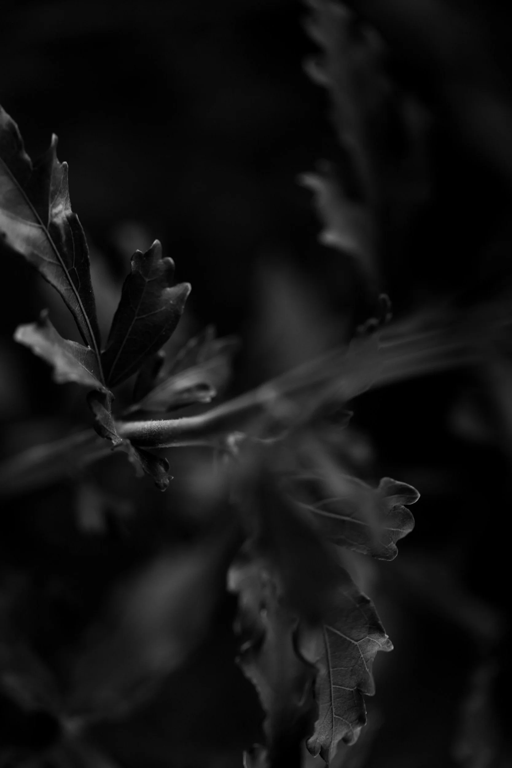 Botanicals1-0146.jpg