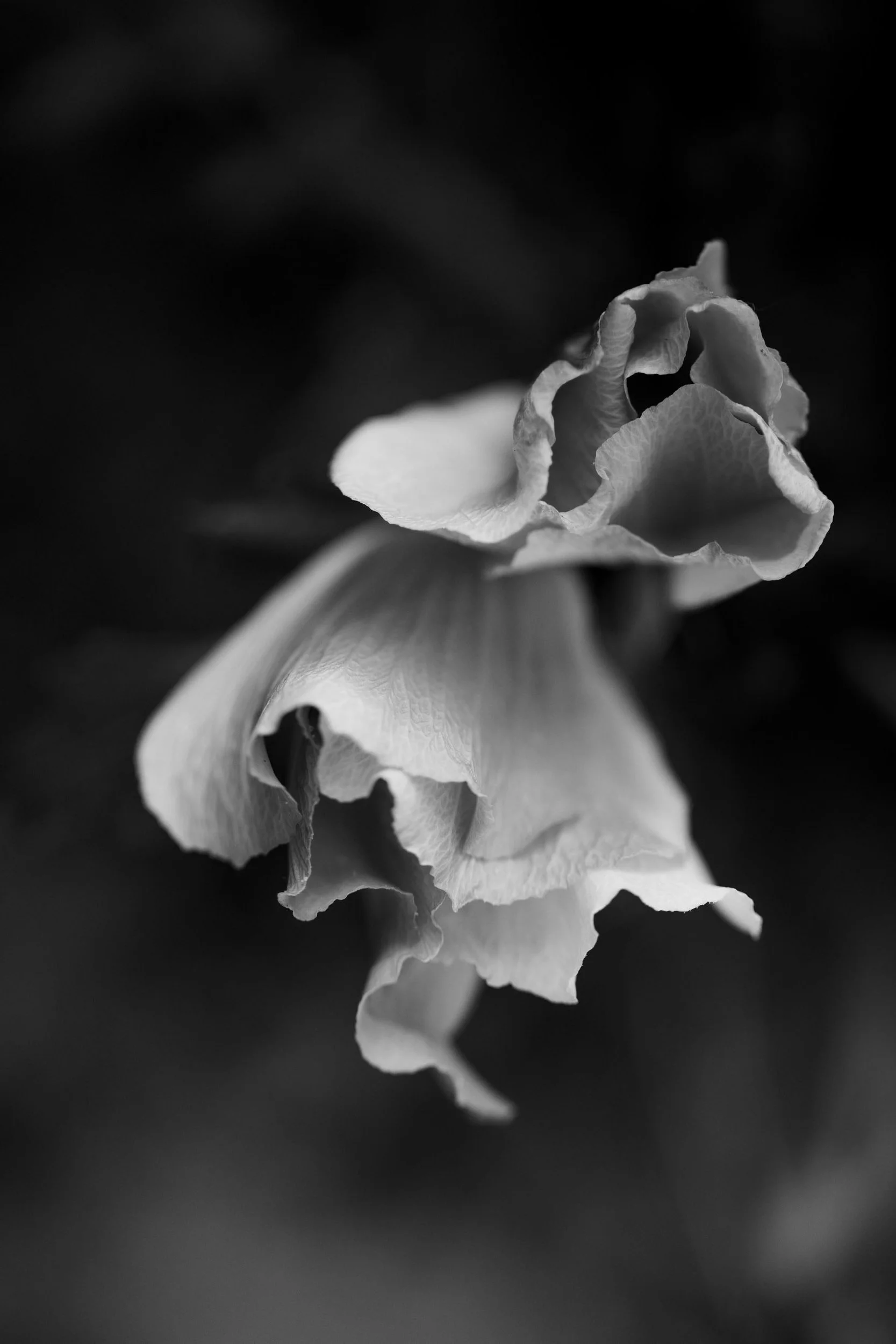 Botanicals1-0148.jpg