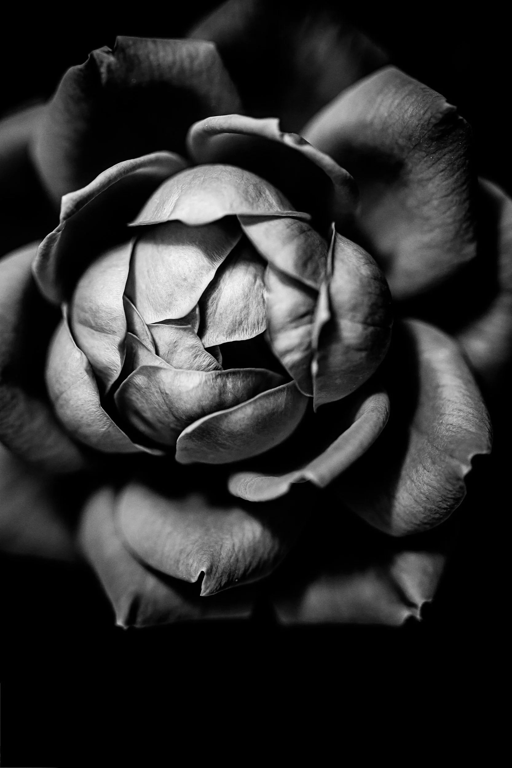 Botanicals4--9.jpg