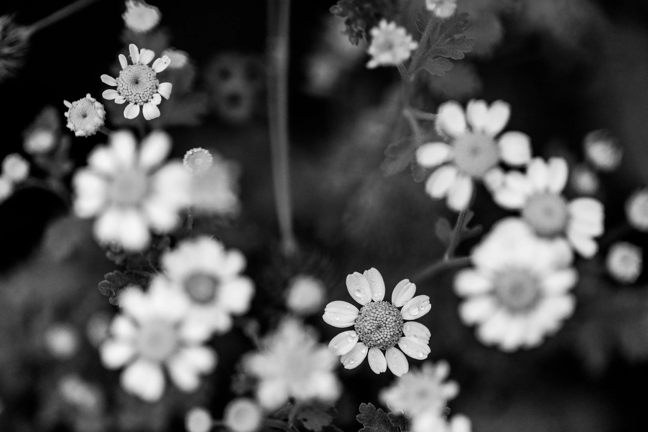 Botanicals2-2878.jpg