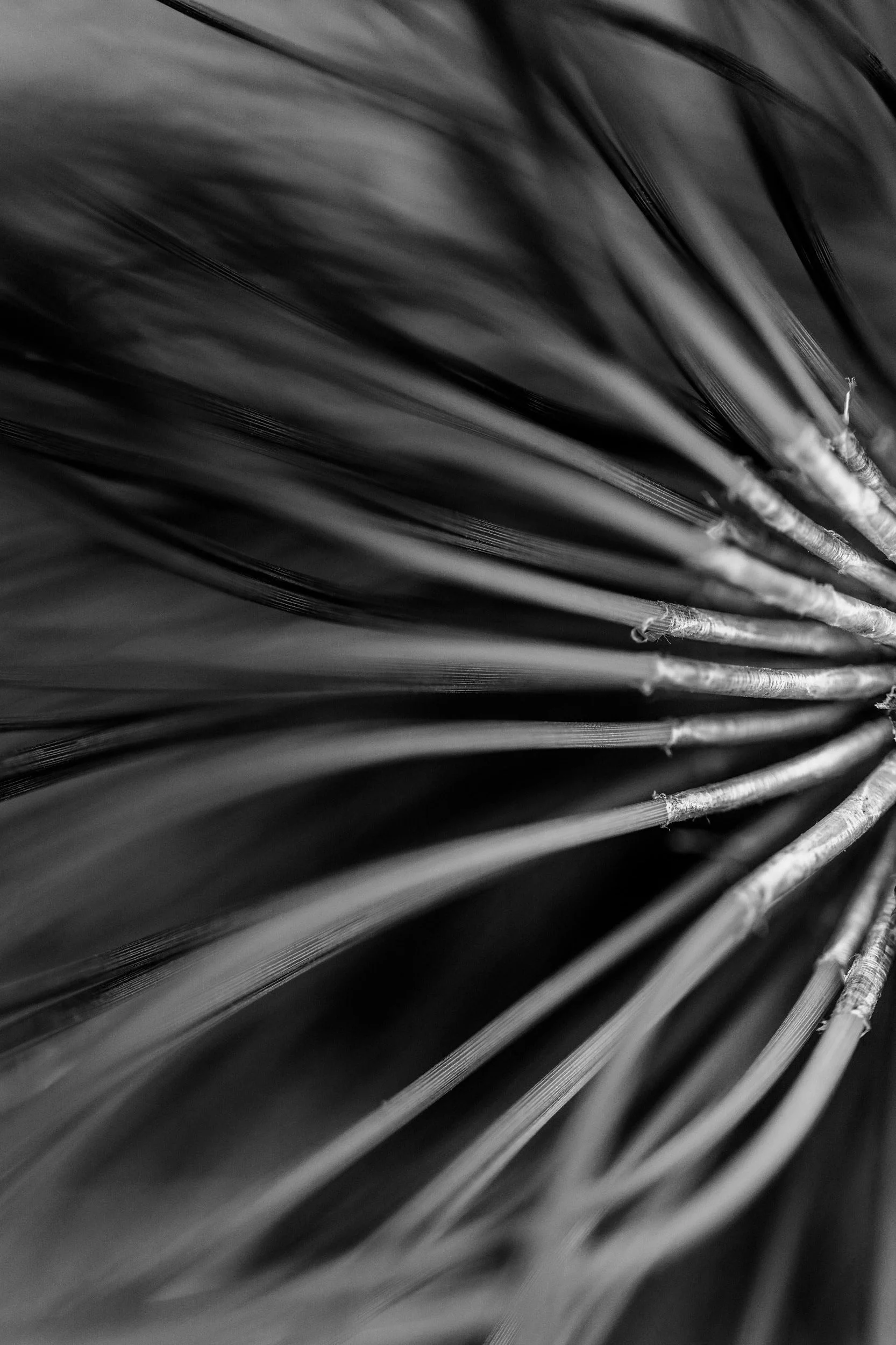 Botanicals+8-1320.jpg
