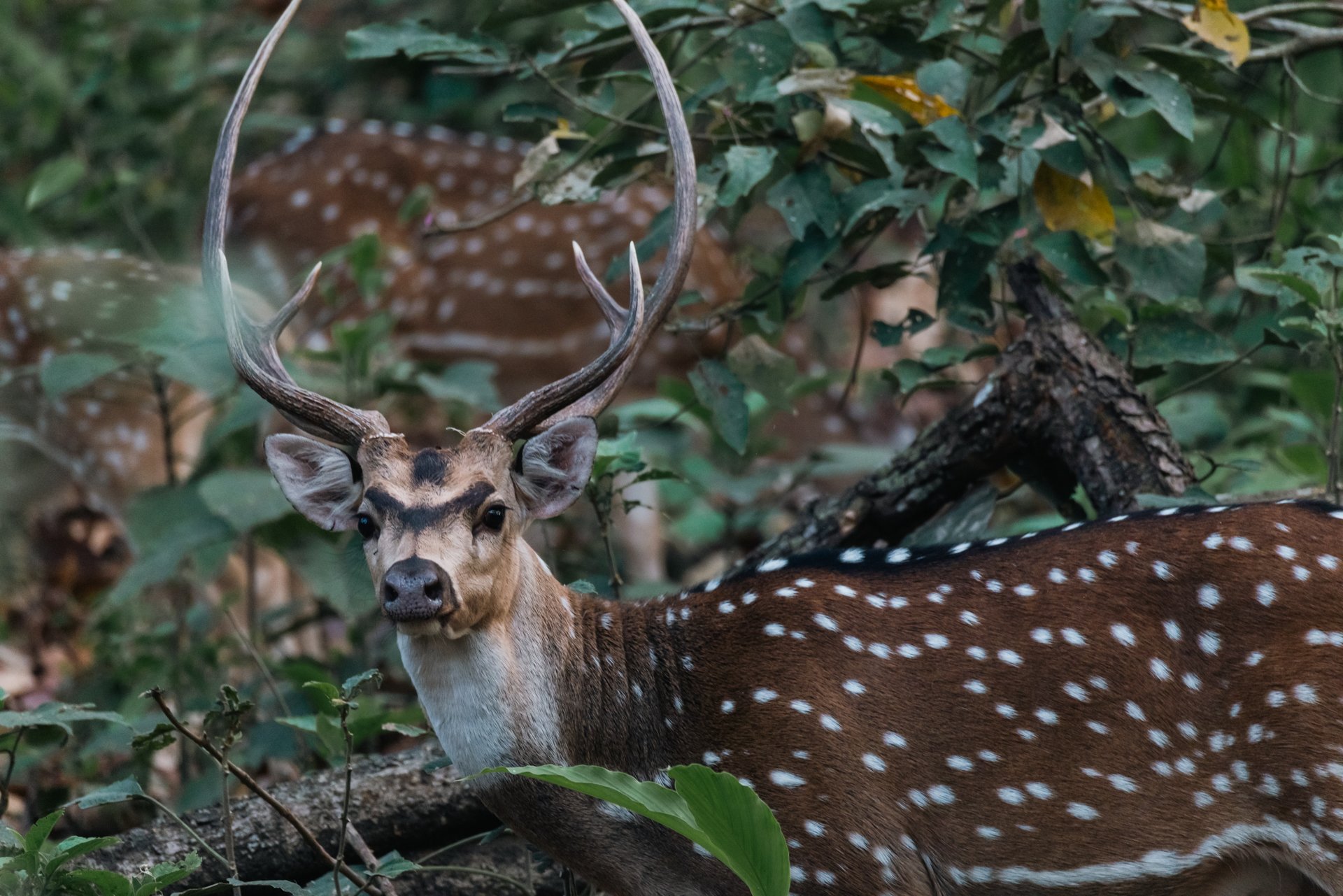 _M5A8299-Wildlife Photographer of Year - JPG.jpg