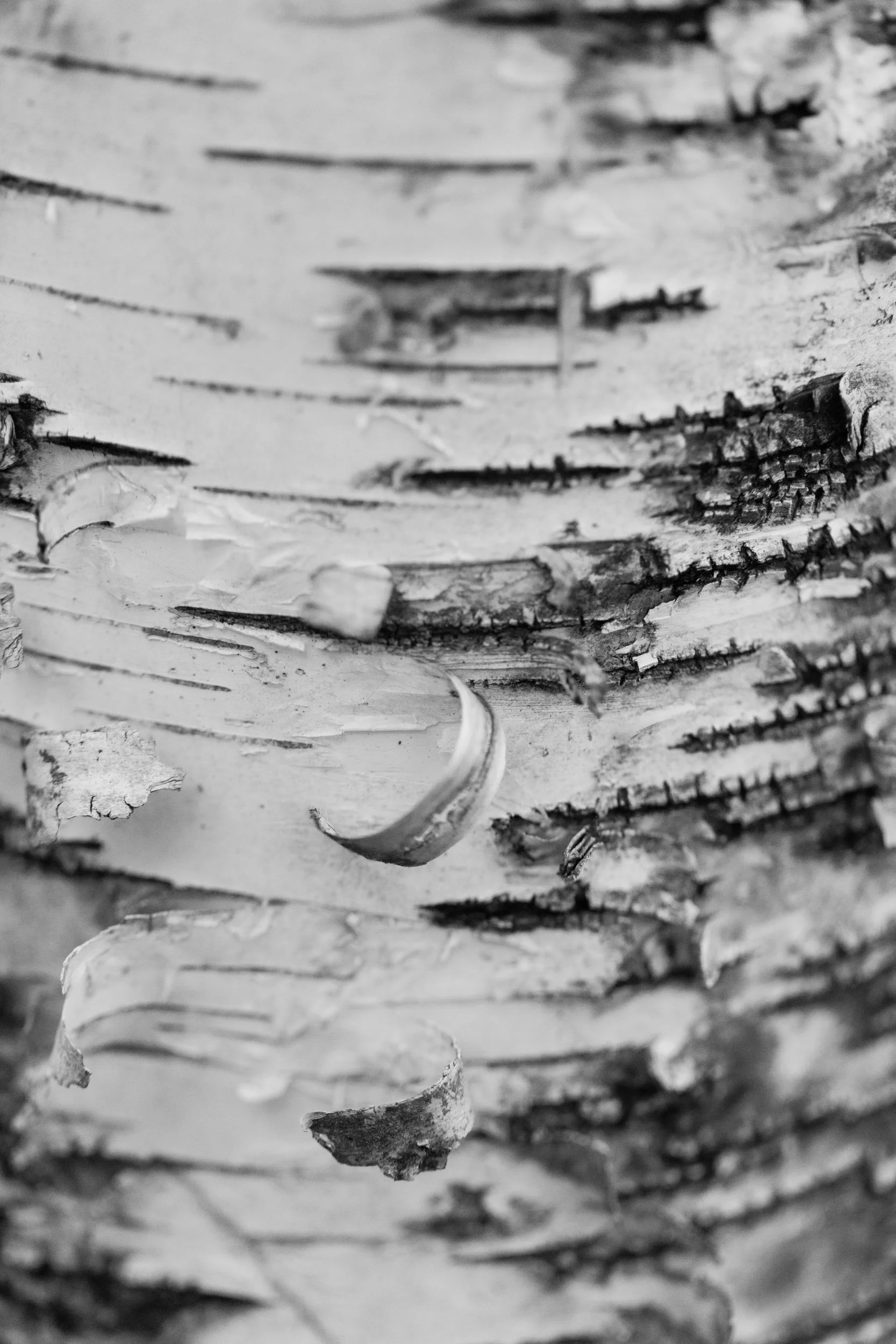 Botanicals7-7061.jpg