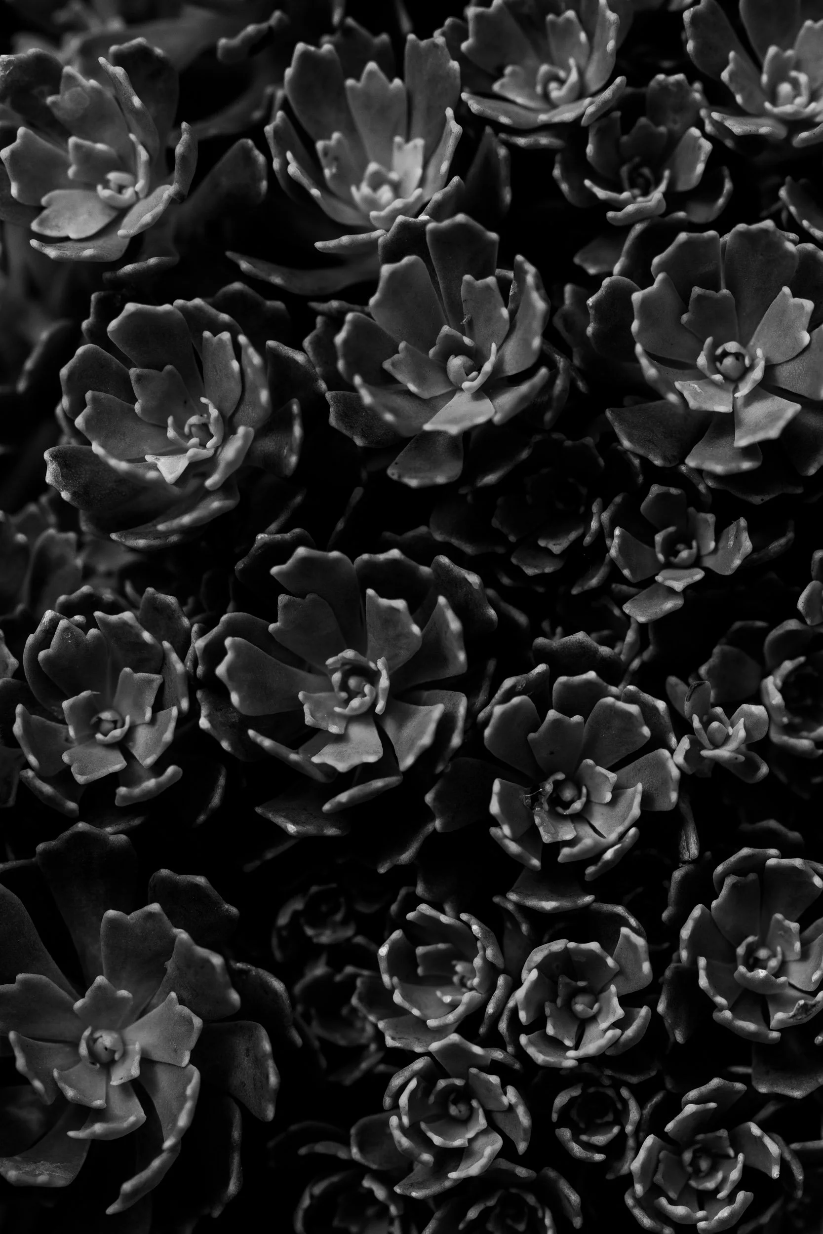 Botanicals5-0493-2.jpg