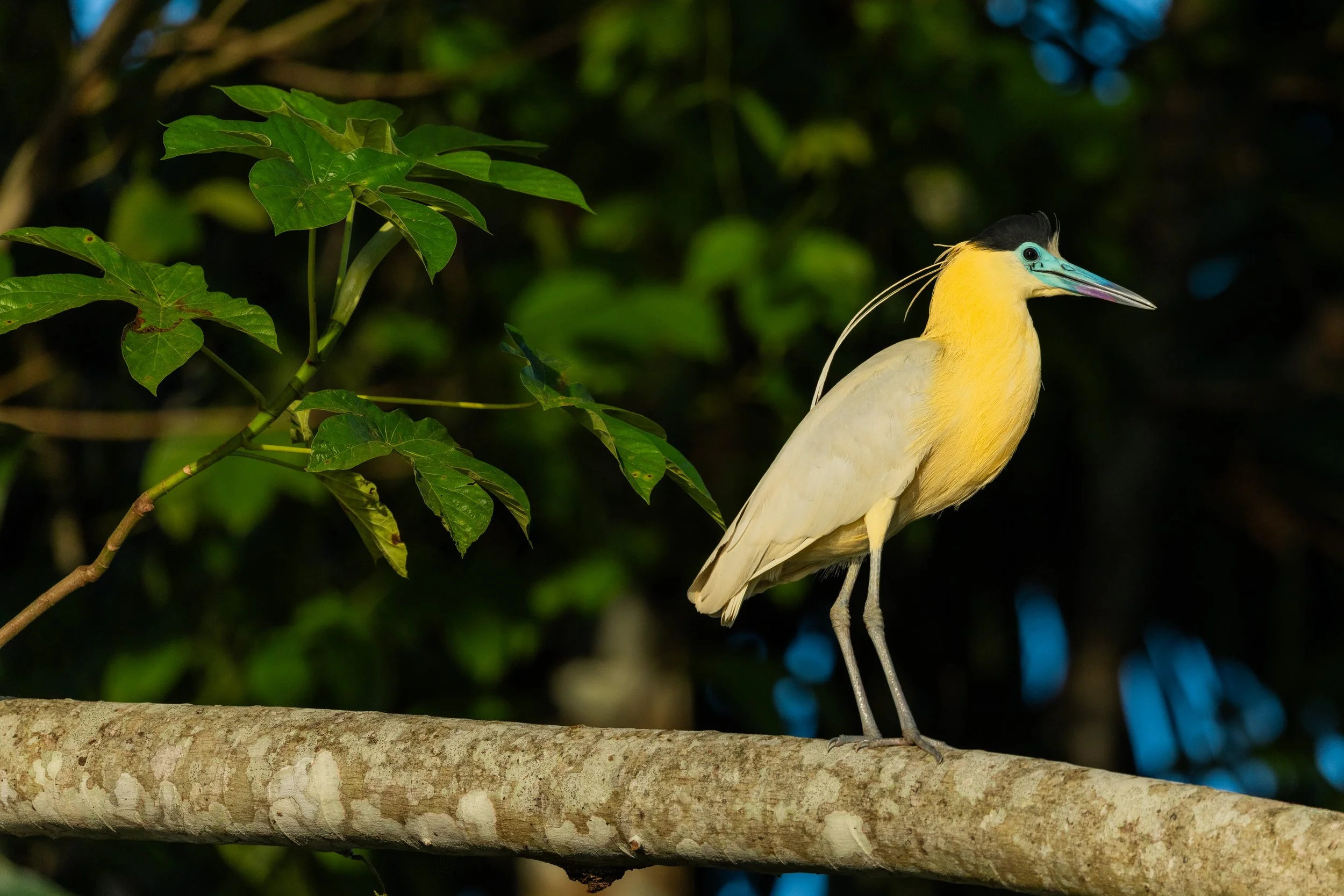 Birds-2965.jpg