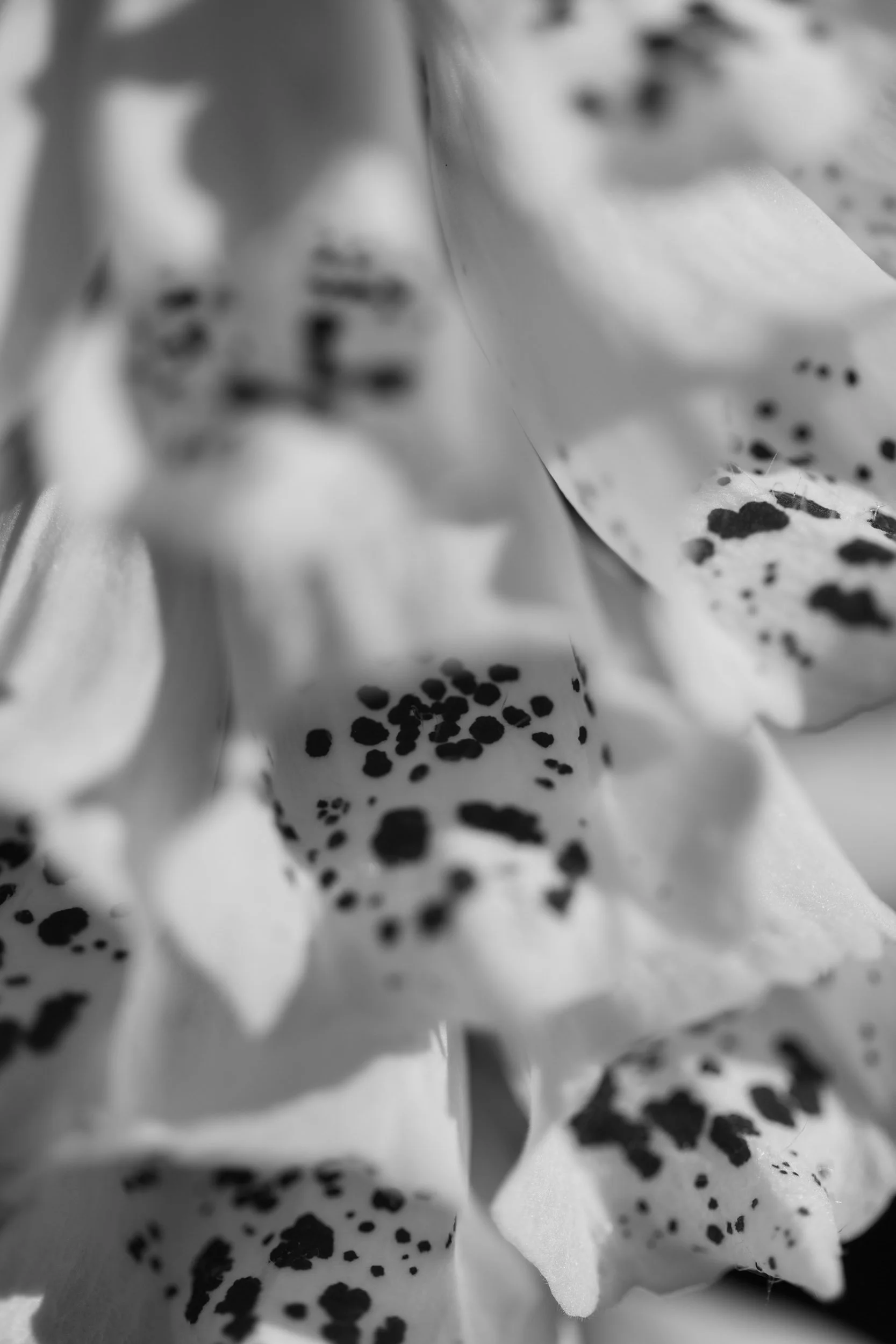 Botanicals7-6687.jpg