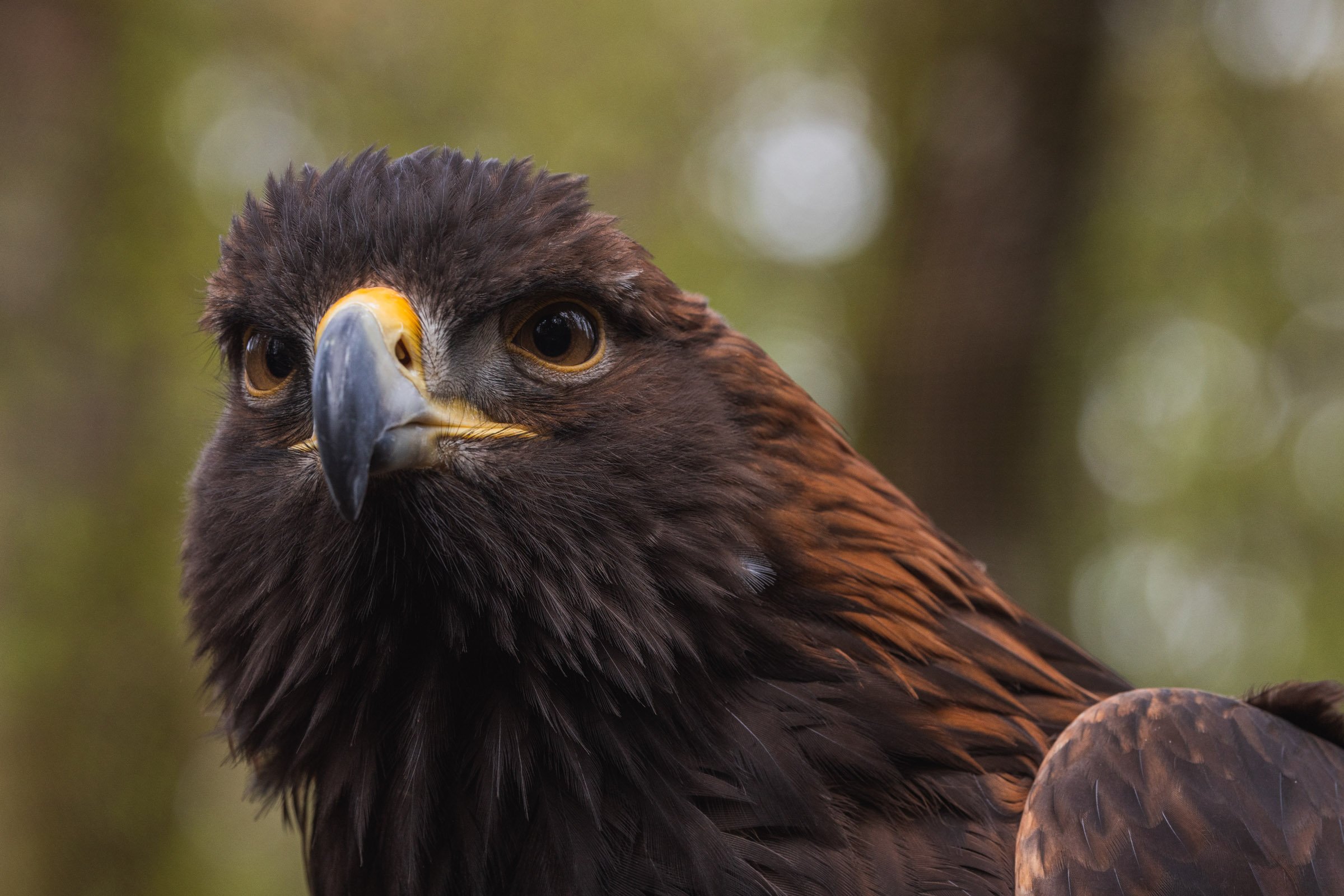 Falconry-8732.jpg