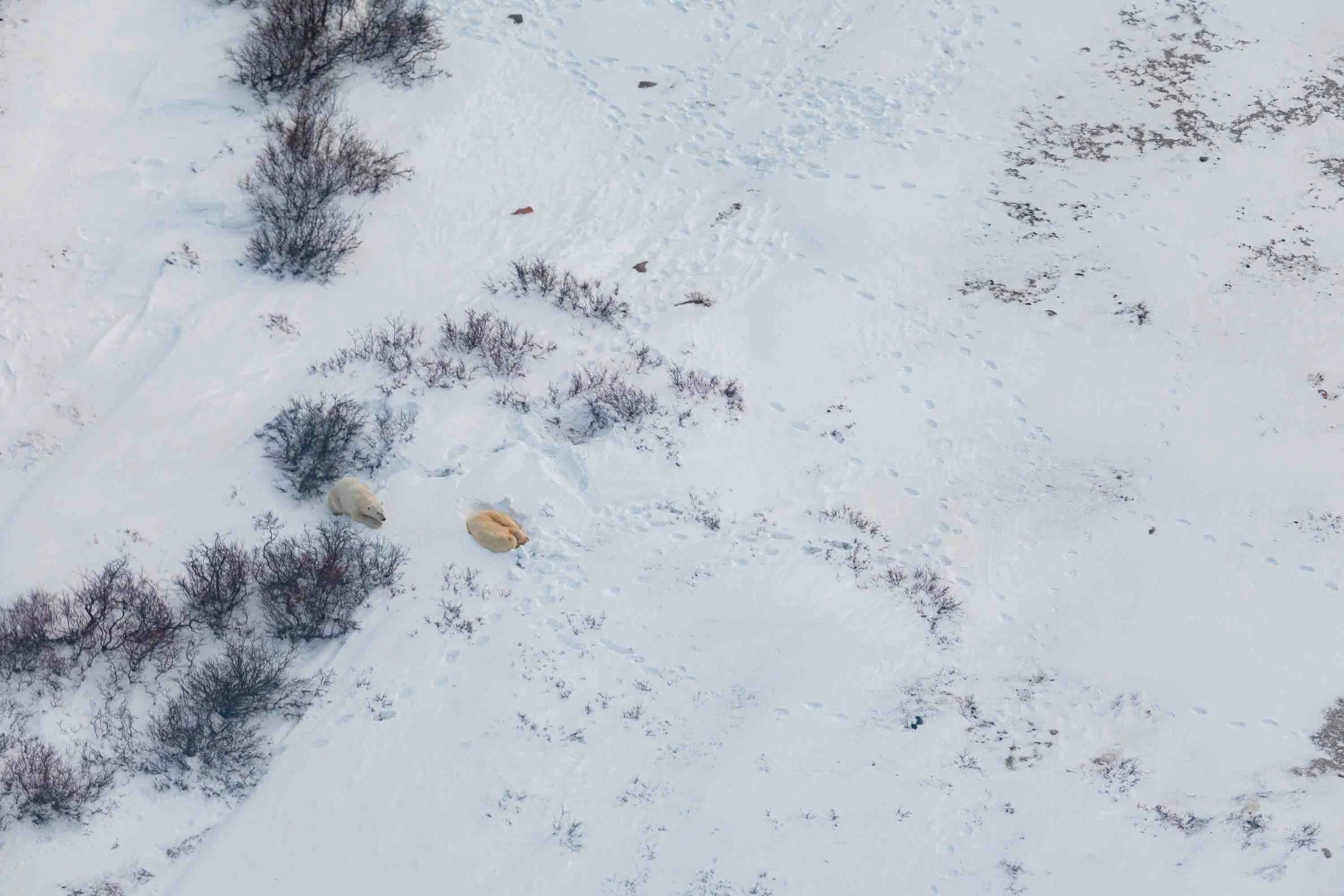 Polar Bear Season-7317.jpg