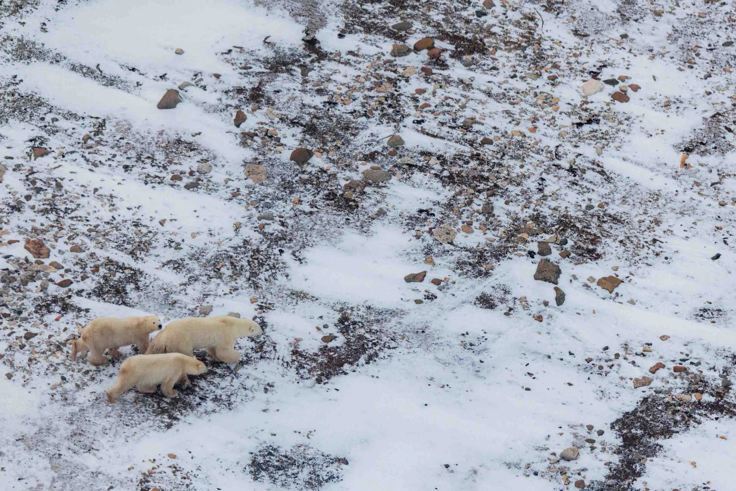 Polar Bear Season-7174.jpg