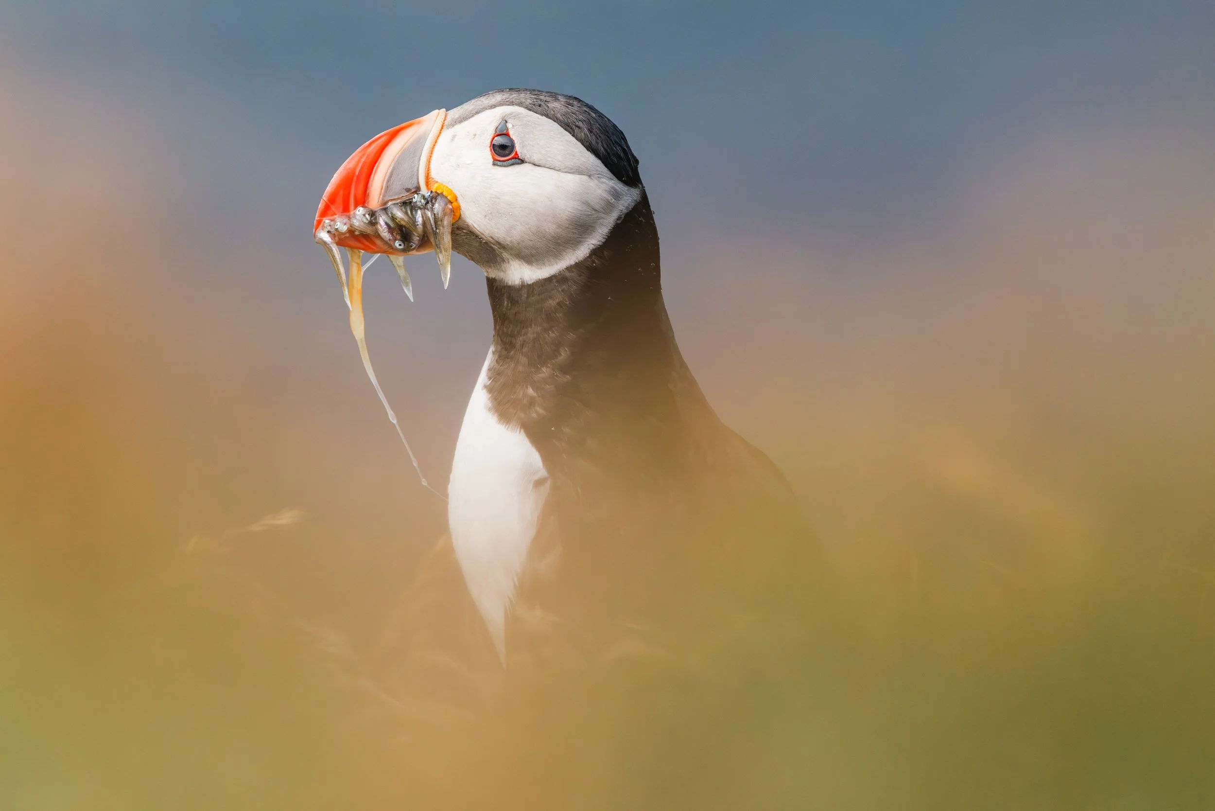 Puffin Story