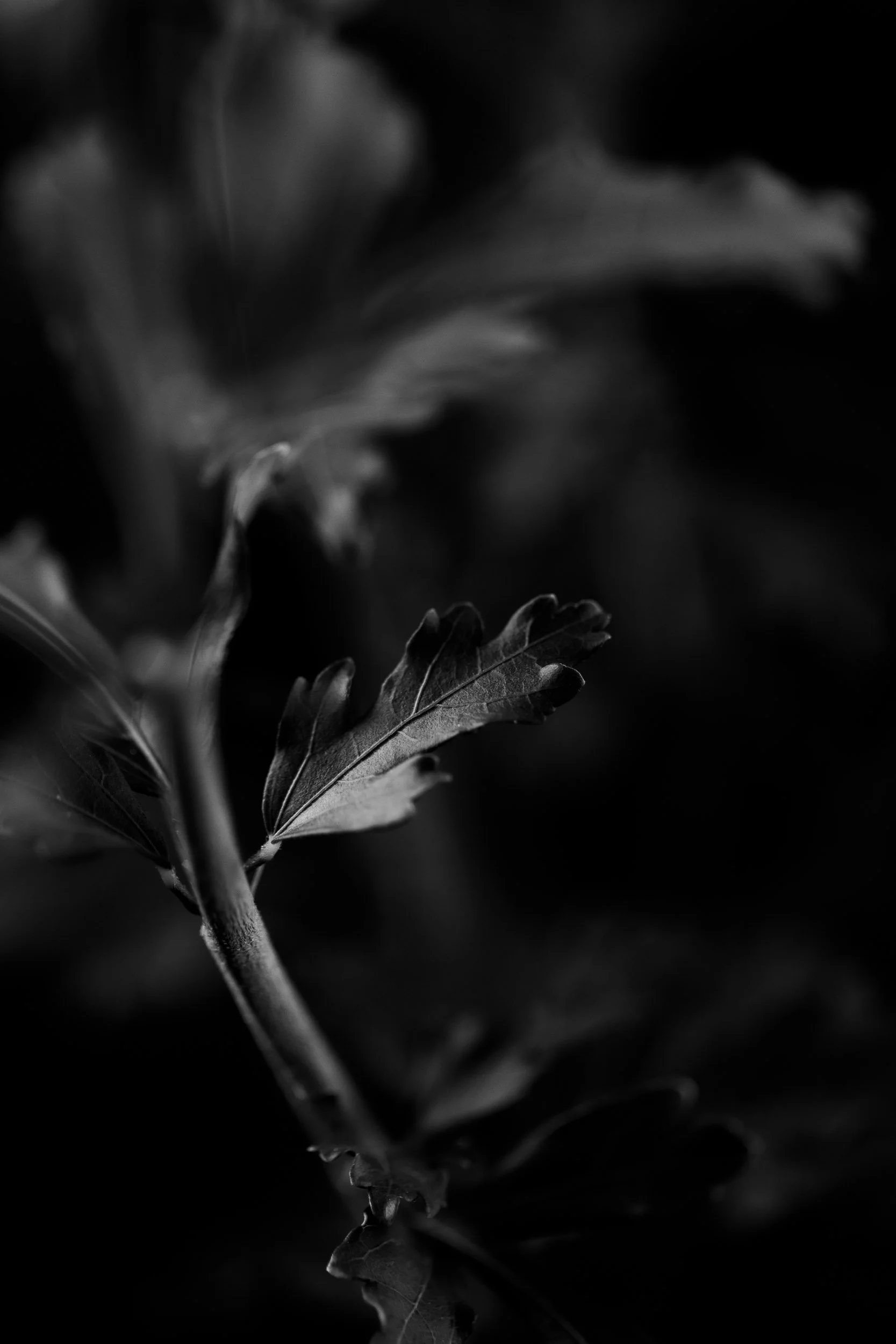 Botanicals1-0144.jpg