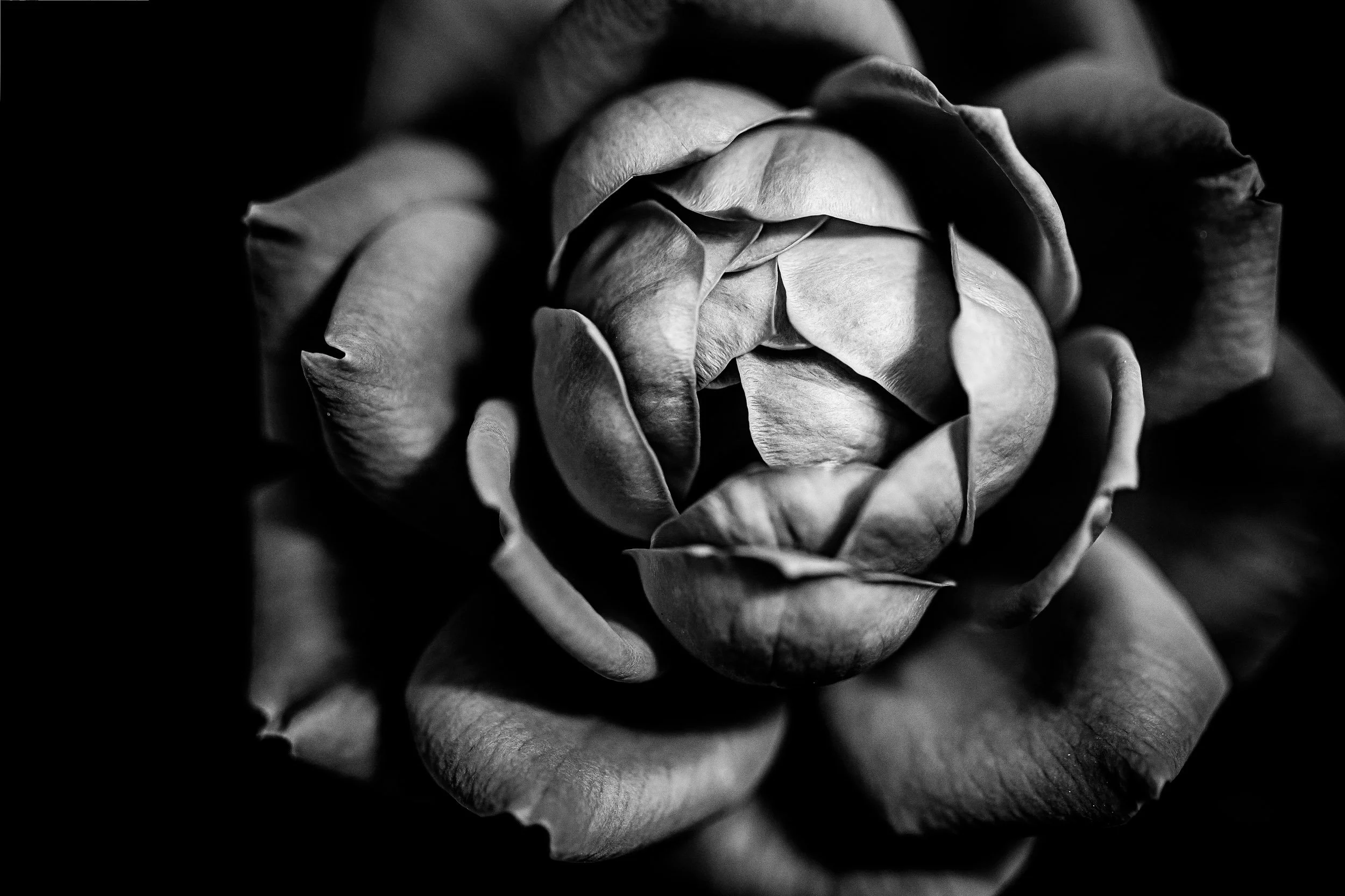Botanicals4--9.jpg